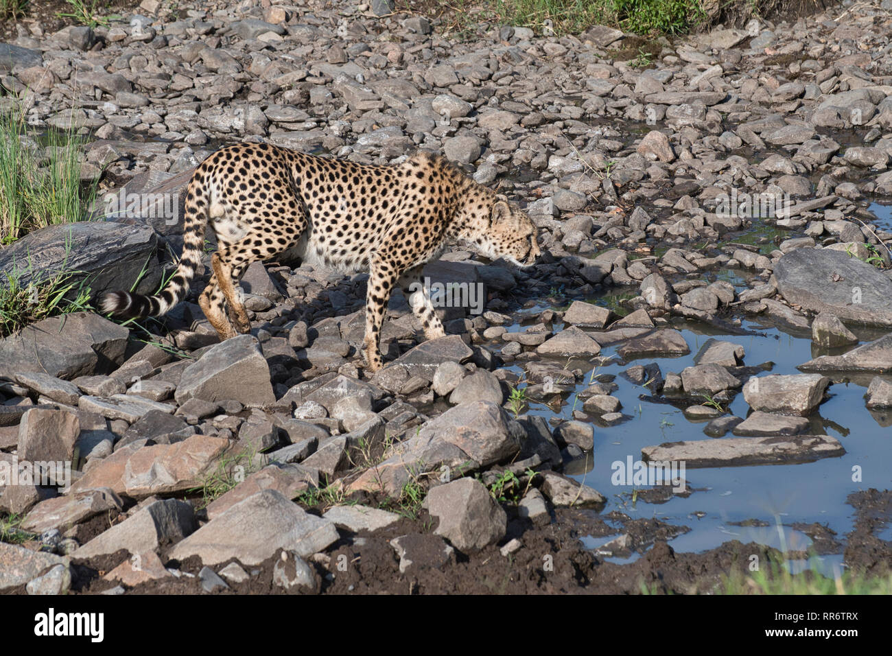 Männliche Geparden (Acinonyx jubatus) anfahren Wasserloch, am frühen Morgen Stockfoto
