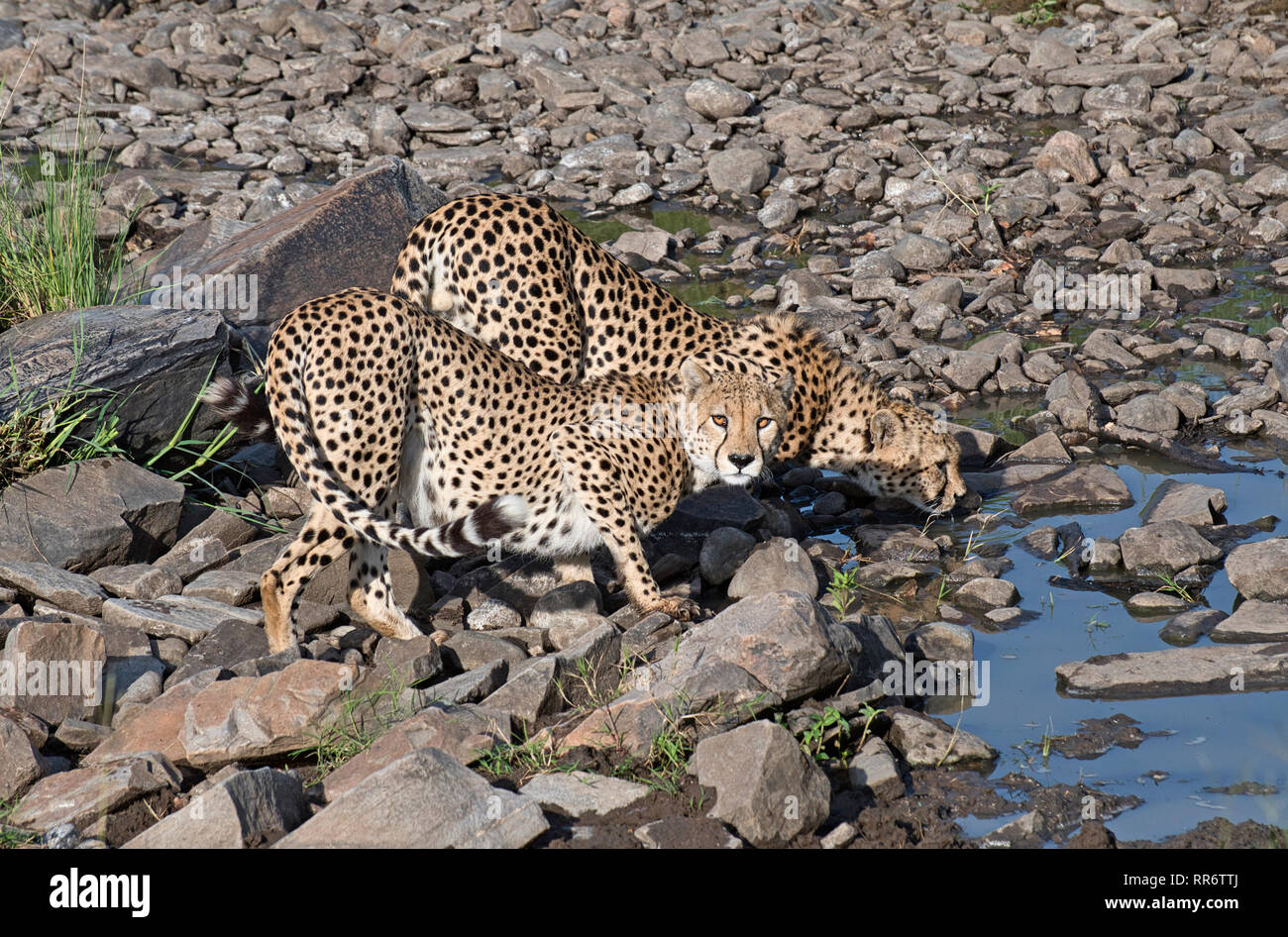 Zwei männliche Geparden (Acinonyx jubatus), die zur Tano Bora oder zur prächtigen fünf-Mann-Koalition gehören, trinken früh am Morgen an einem Wasserloch. Stockfoto