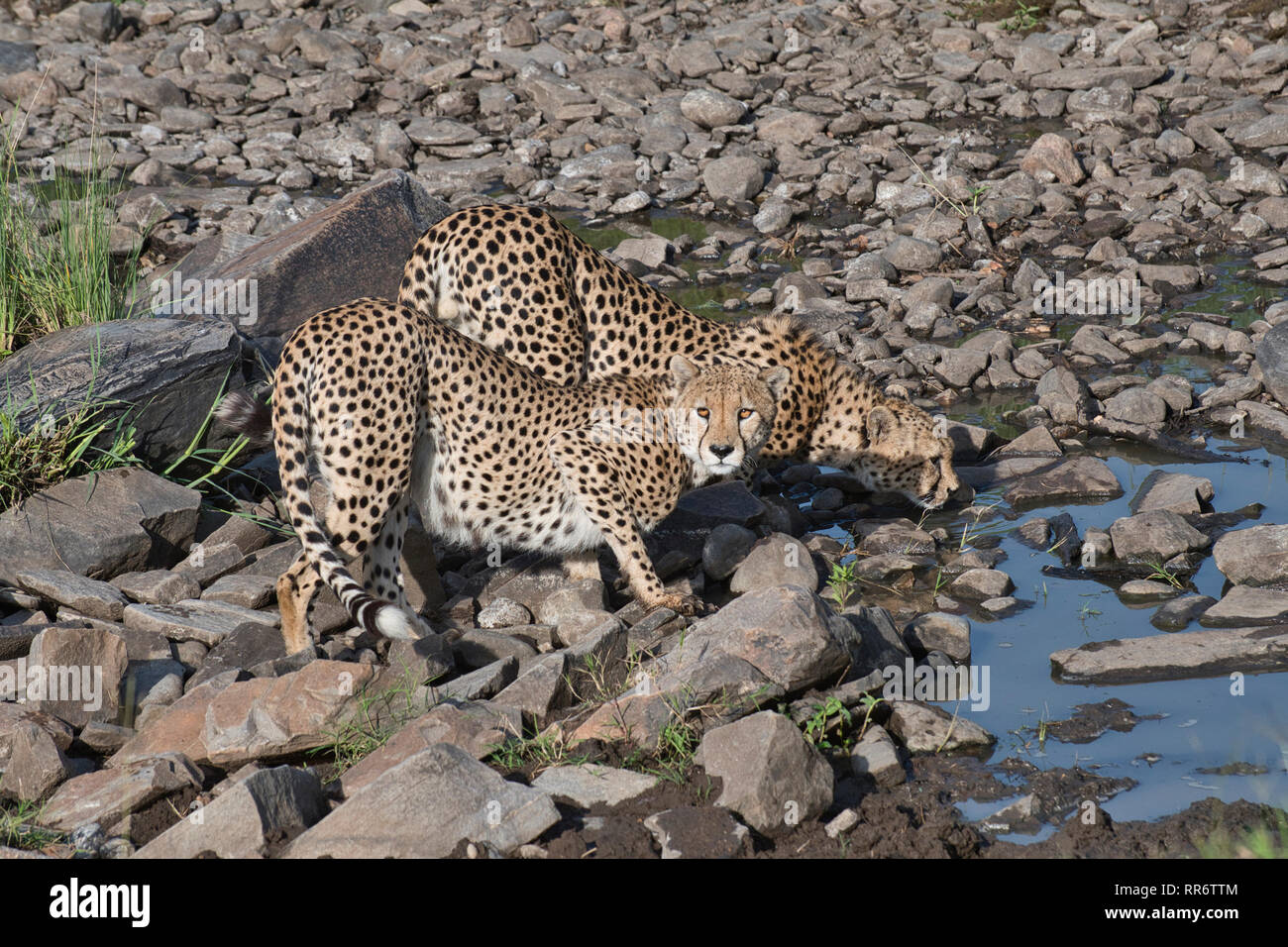 Zwei männliche Geparden (Acinonyx jubatus), die zur Tano Bora oder zur prächtigen fünf-Mann-Koalition gehören, trinken früh am Morgen an einem Wasserloch. Stockfoto