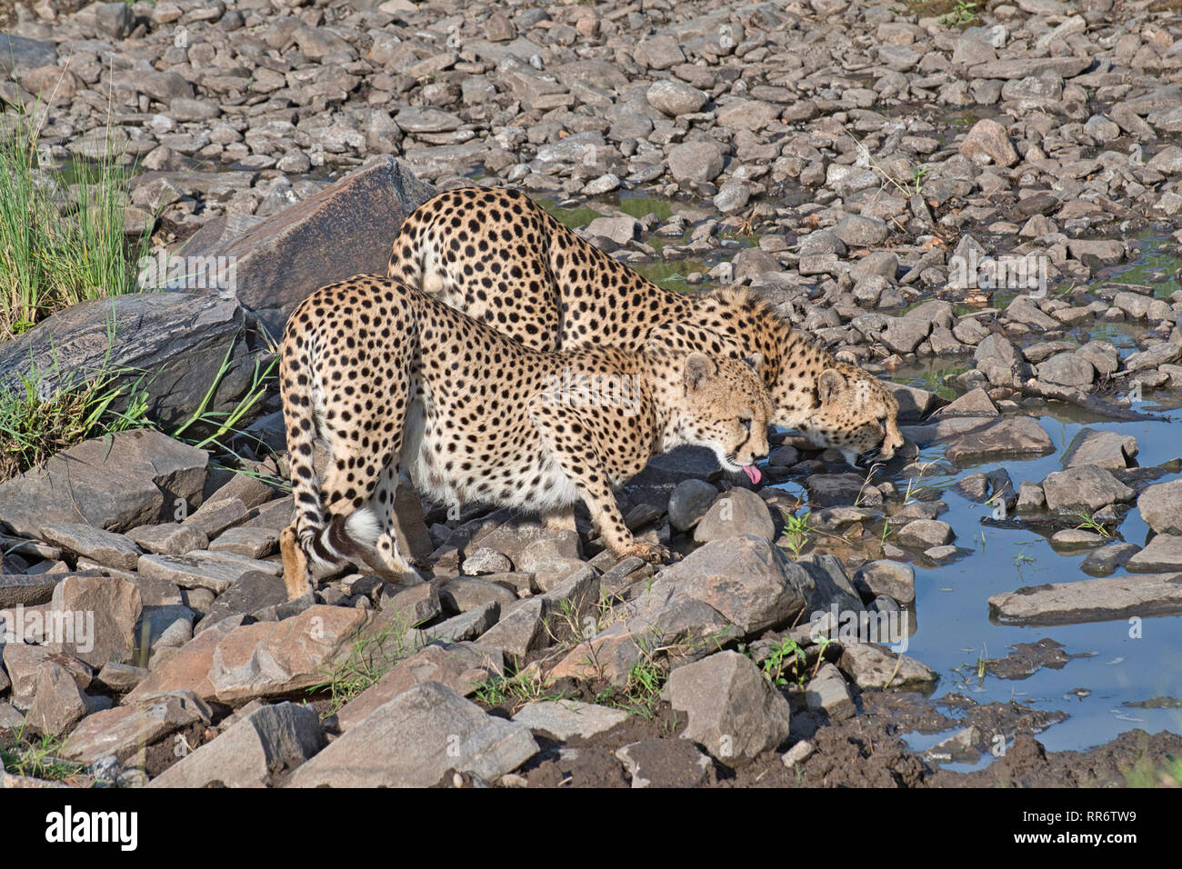 Zwei männliche Geparden (Acinonyx jubatus) Trinken an einem Wasserloch in den frühen Morgenstunden Stockfoto