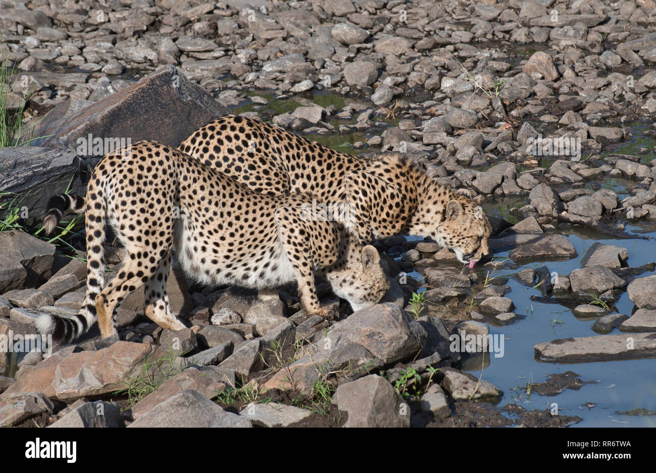 Zwei männliche Geparden (Acinonyx jubatus) trinken früh am Morgen an einem Wasserloch. Diese beiden sind Teil der Tano Bora Koalition von fünf Männern. Stockfoto