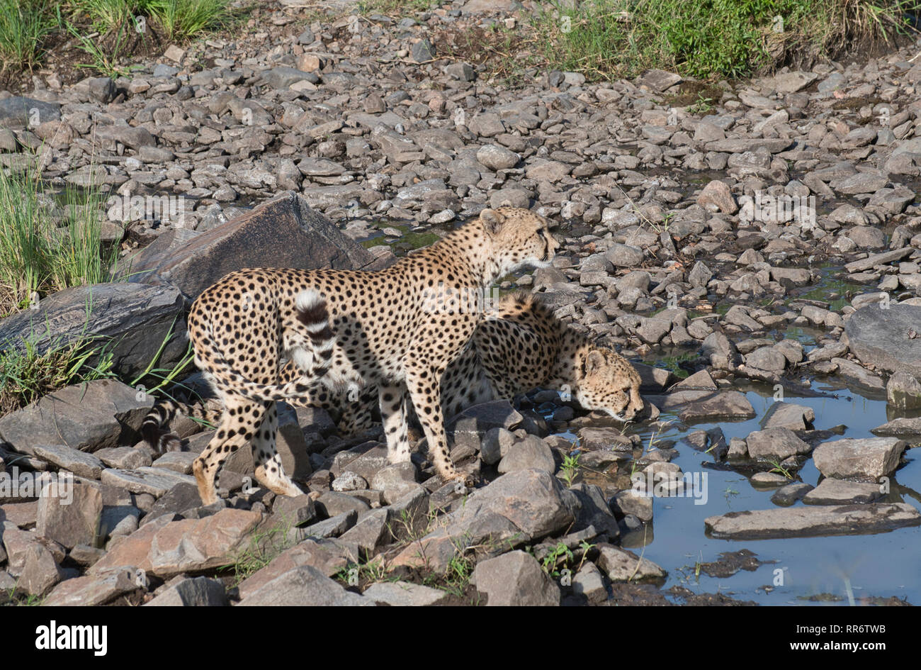 Zwei männliche Geparden (Acinonyx jubatus) trinken früh am Morgen an einem Wasserloch. Diese beiden sind Teil der Tano Bora Koalition von fünf Männern. Stockfoto