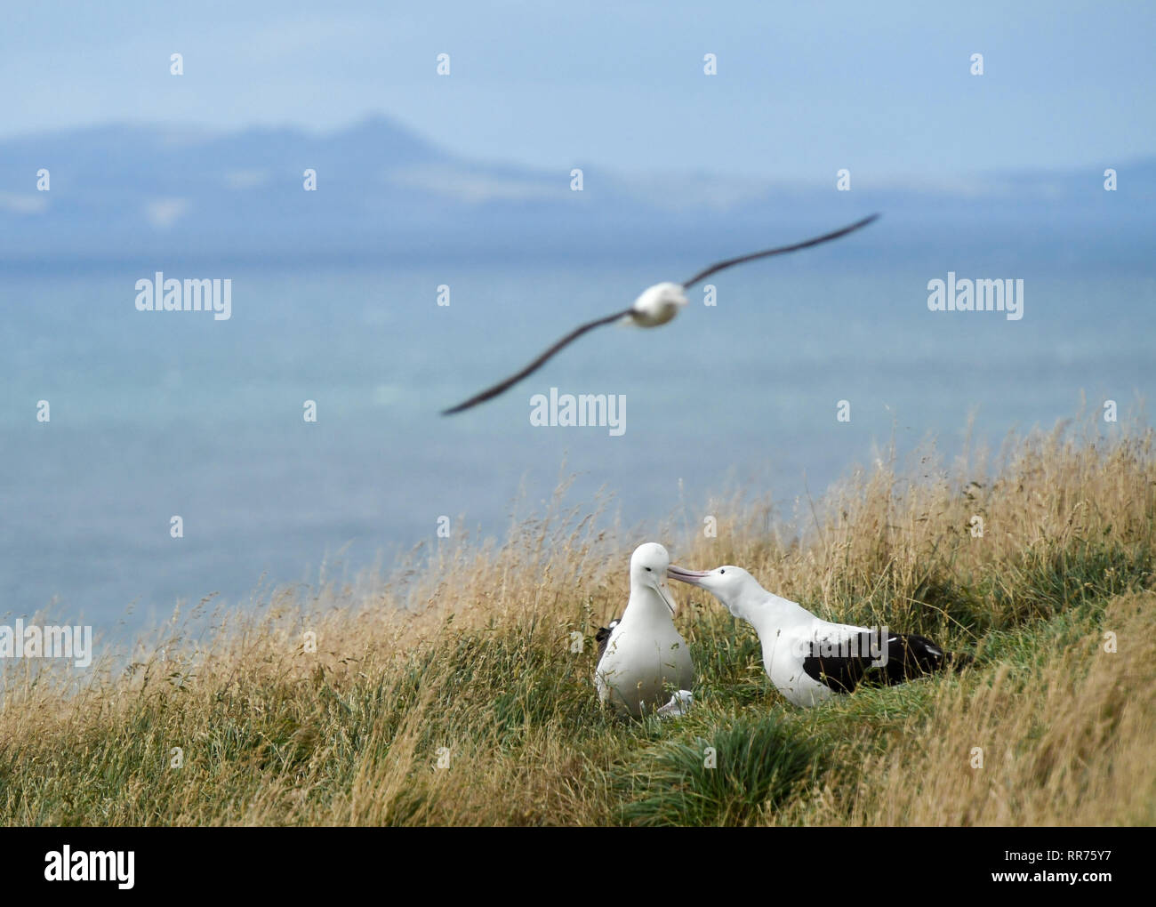 Dunedin, Neuseeland. 24 Feb, 2019. Northern Royal Albatrosse sind im Royal Albatross Zentrum in Taiaroa Head, Dunedin, Neuseeland gesehen, am 24.02.2019. Jedes Jahr über 40 Paare der Nördlichen Royal albatrosse Nisten und Brüten nur Festland Zucht der Welt Kolonie am Taiaroa Head. Von Januar diesen Jahres, insgesamt 29 Albatross chicks haben in der letzten Saison ab September letzten Jahres geschlüpft. Quelle: Guo Lei/Xinhua/Alamy leben Nachrichten Stockfoto