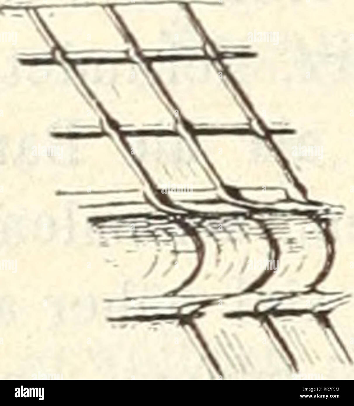 . Abhandlungen der Geologischen Bundesanstalt. Geologie und Paläontologie. 40 E.Koken. kielen des Bandes sich scharf umbiegen. Dass ein echtes Schlitzband vorliegt, sieht man hier sehr deutlich. Querrippen verlaufen von der Naht aus geradlinig Sterben, ein wenig nach rückwärts, fast senkrecht in das schlitzband zu.Unter dem Bande etwas stärker rückwärts. Unterschiede von &Amp; juvavica und S. geometrka sind schon hervorgehoben: es sei noch bemerkt, däss Schlusswindung sterben weniger hoch, daher das 0,72 auch nicht oval, sondern mehr kreiseiförmig ist. Eine dritte, neue Kunst S. bellisculpta Koken Stockfoto