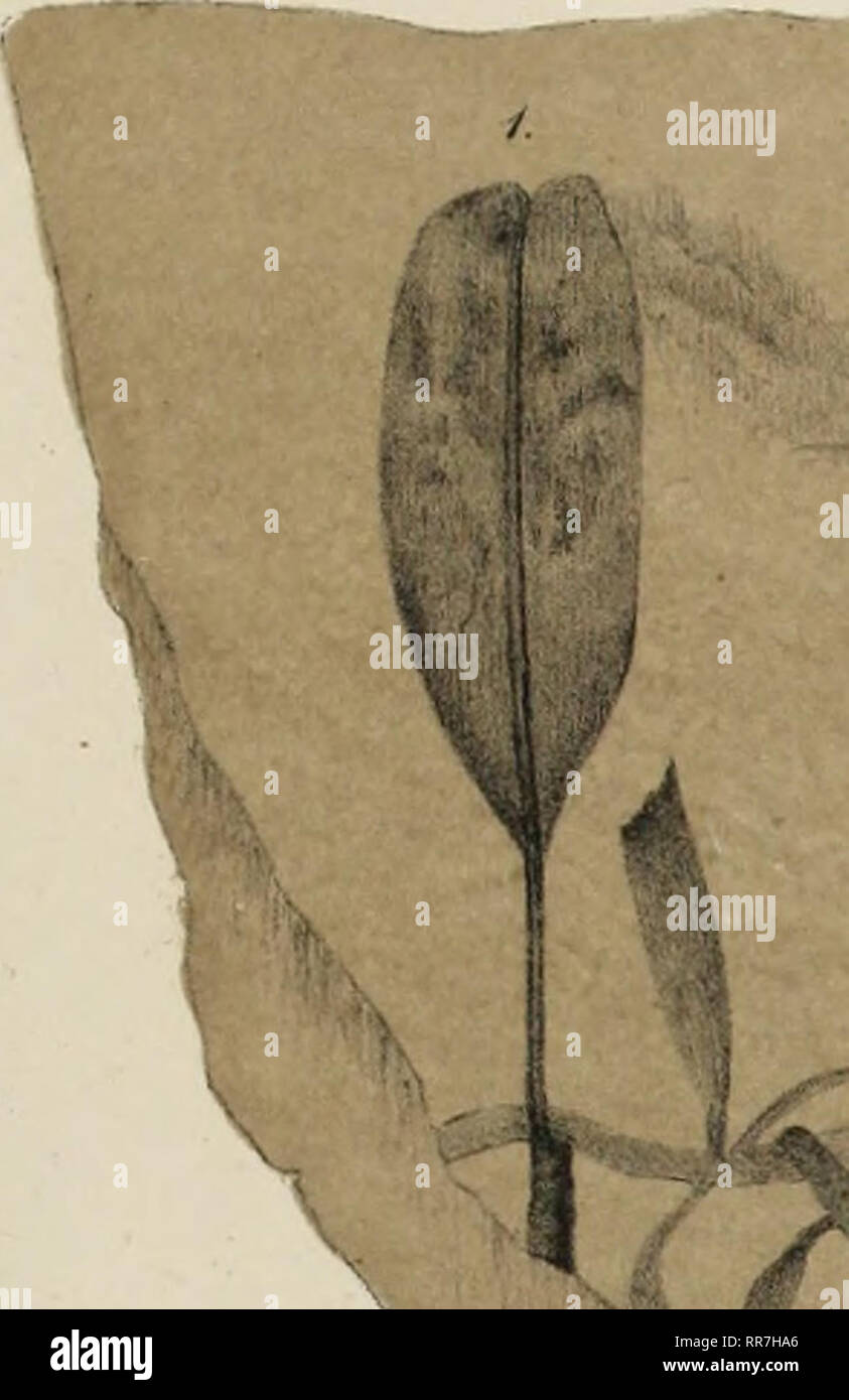 . Abhandlungen der Geologischen Bundesanstalt. Geologie und Paläontologie. C. J. Andrae, fossile Flora Siebenbürgens u.des Banales. TAF. IW/V/. Bitte beachten Sie, dass diese Bilder sind von der gescannten Seite Bilder, die digital für die Lesbarkeit verbessert haben mögen - Färbung und Aussehen dieser Abbildungen können nicht perfekt dem Original ähneln. extrahiert. Geologische Bundesanstalt (Österreich); K.K. Geologische Reichsanstalt (Österreich). Wien: Geologische Bundesanstalt Stockfoto