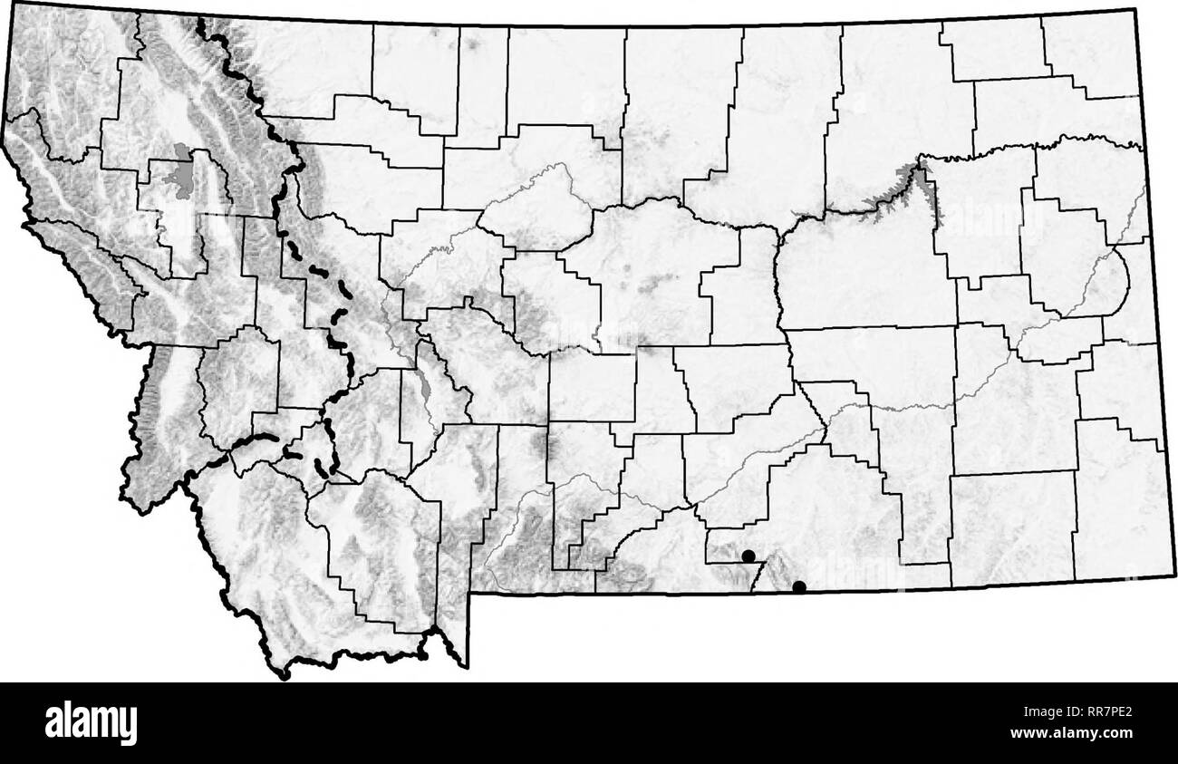 . Ein Führer in das Land Schnecken von Montana [elektronische Ressource]. Schnecken, Schnecken (Muscheln); Bodenbearbeitung. Oreohelixpygmaea - Pygmy Mountainsnail. Bitte beachten Sie, dass diese Bilder sind von der gescannten Seite Bilder, die digital für die Lesbarkeit verbessert haben mögen - Färbung und Aussehen dieser Abbildungen können nicht perfekt dem Original ähneln. extrahiert. Hendricks, Paul; Montana natürlichen Erbes Programm; in den Vereinigten Staaten. Forest Service. Region Nord. Helena (Mont. ): Montana natürlichen Erbes Programm Stockfoto