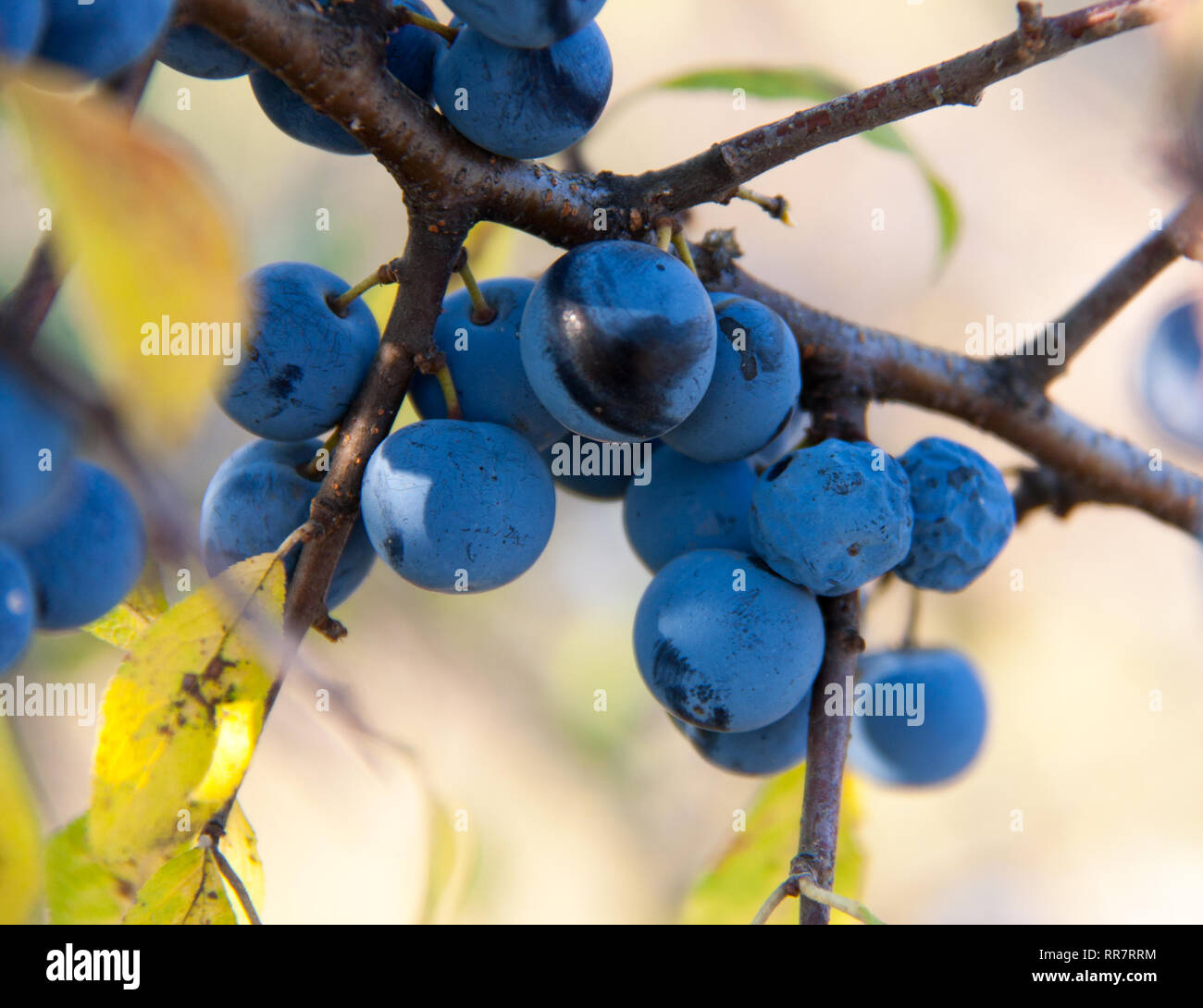 Blackthorn Zweig mit Beeren einen unscharfen Hintergrund Stockfoto