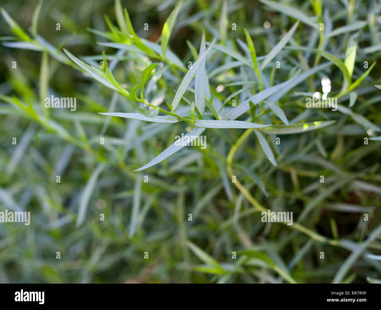 Bush pflanzen Estragon als Hintergrund Nahaufnahme Makro Stockfoto
