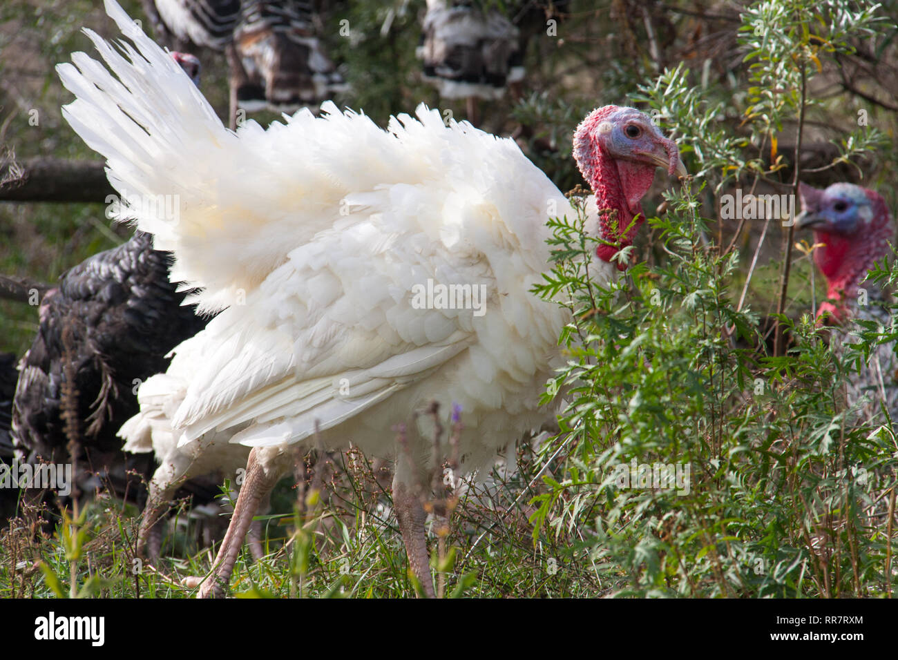 Weiß Türkei Beweidung auf das Gras in der Landschaft Stockfoto