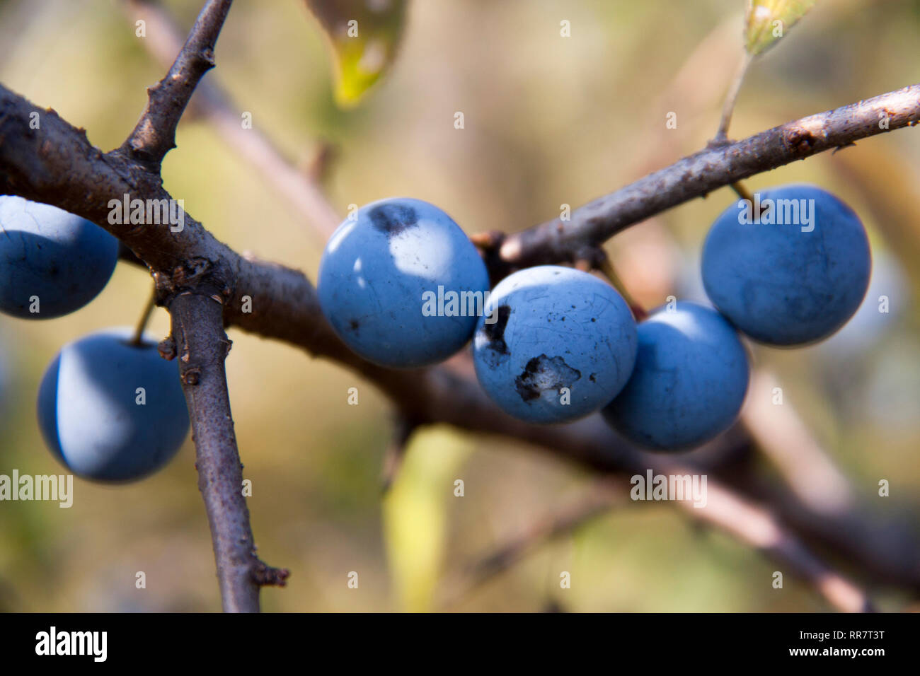 Blackthorn Zweig mit Beeren einen unscharfen Hintergrund Stockfoto