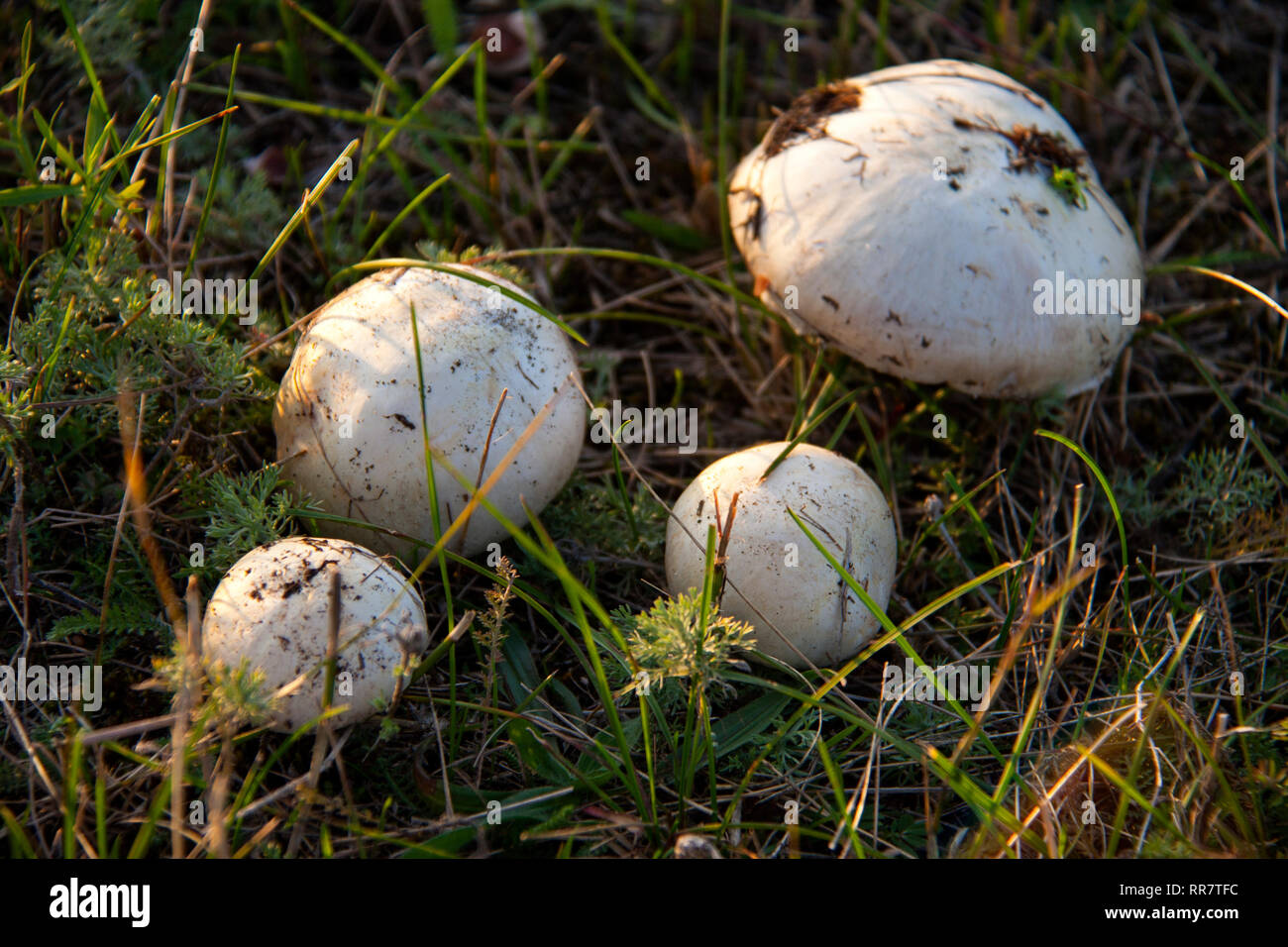 Vier Pilze auf dem Rasen im Wald Stockfoto