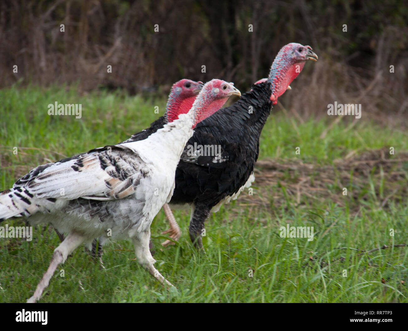 Drei turkeycock Beweidung auf das Gras in der Landschaft Stockfoto