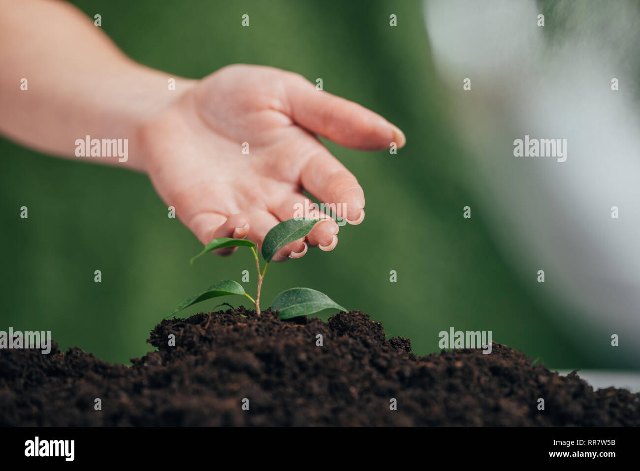 Selektiver Fokus der Frau berühren junge Pflanze wächst in Boden auf unscharfen Hintergrund, Tag der Erde Konzept Stockfoto