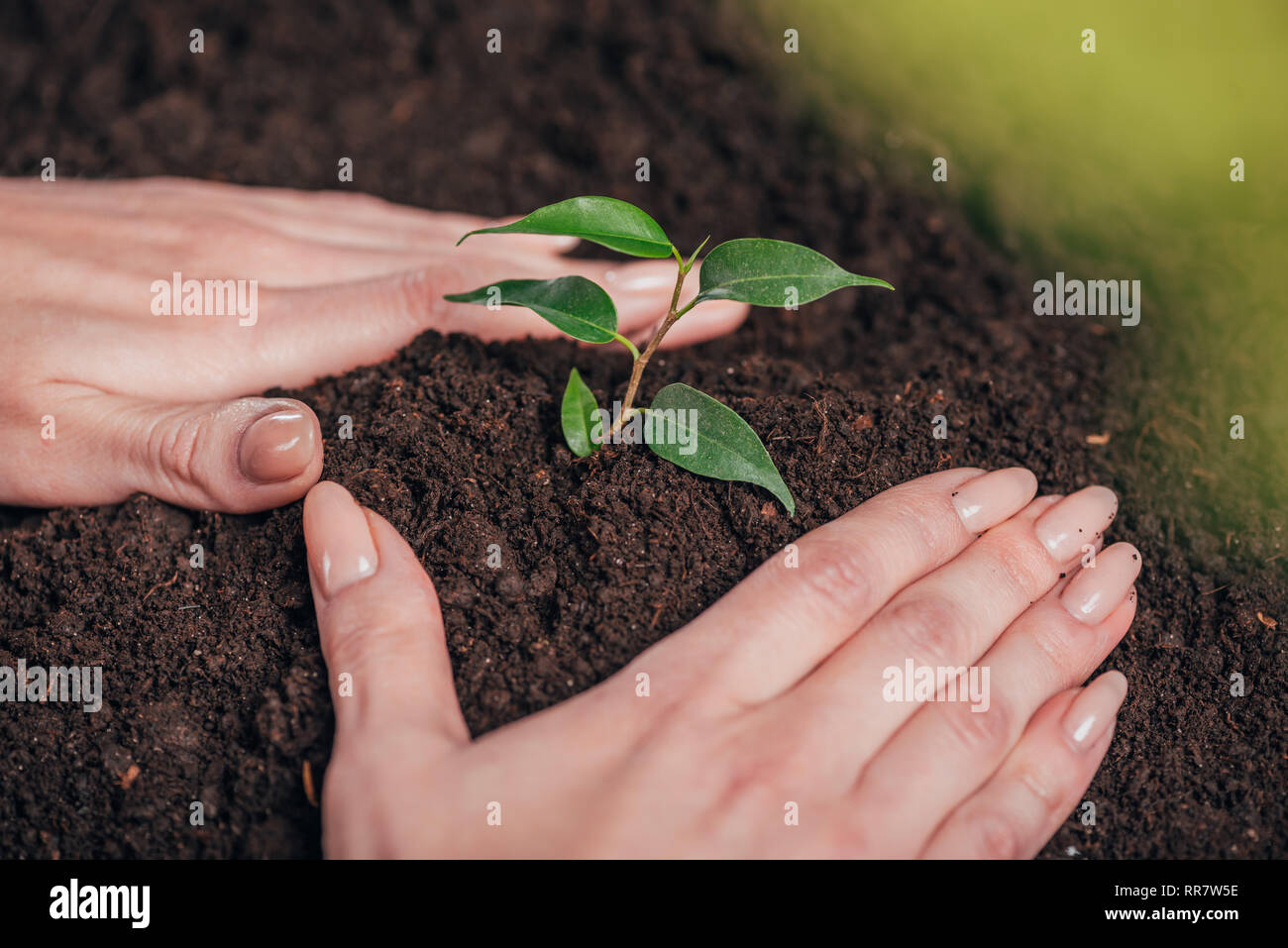 Selektiver Fokus der Frau einpflanzen Junge grüne Pflanze auf unscharfen Hintergrund, Tag der Erde Konzept Stockfoto