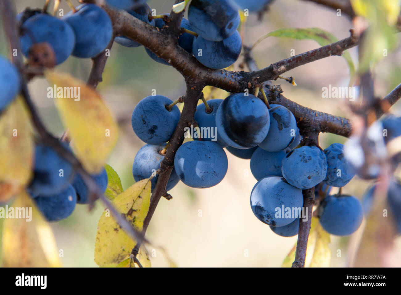 Blackthorn Zweig mit Beeren einen unscharfen Hintergrund Stockfoto