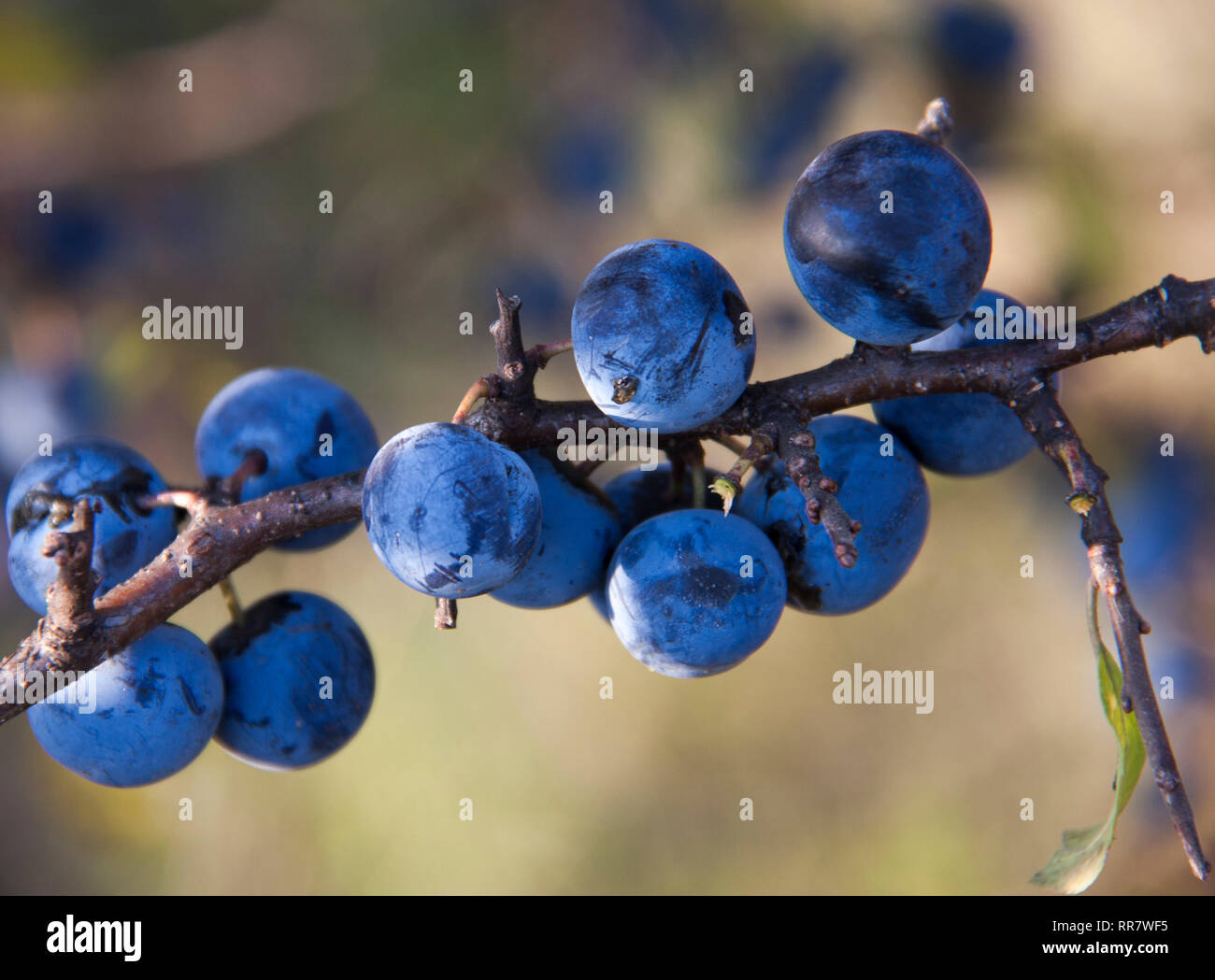 Blackthorn Zweig mit Beeren einen unscharfen Hintergrund Stockfoto