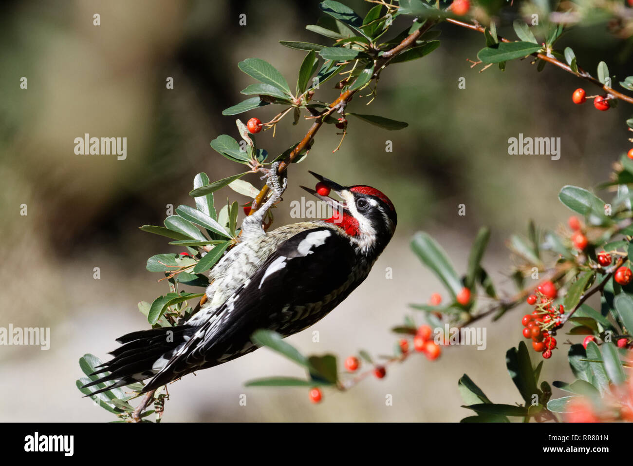 Ein rot-naped sapsucker in Madera Canyon, Arizona Stockfoto