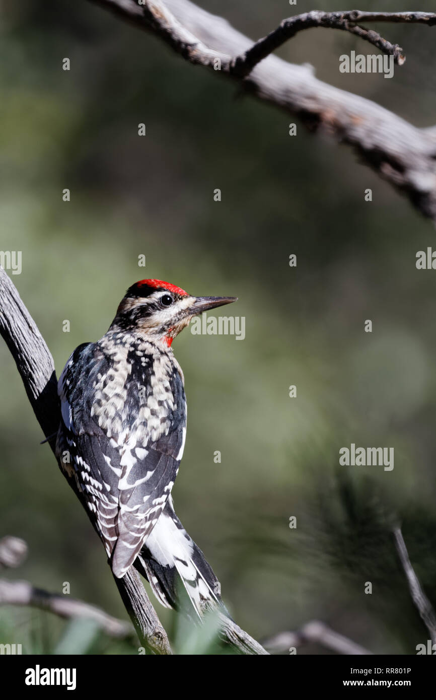 Ein rot-naped sapsucker in Madera Canyon, Arizona Stockfoto