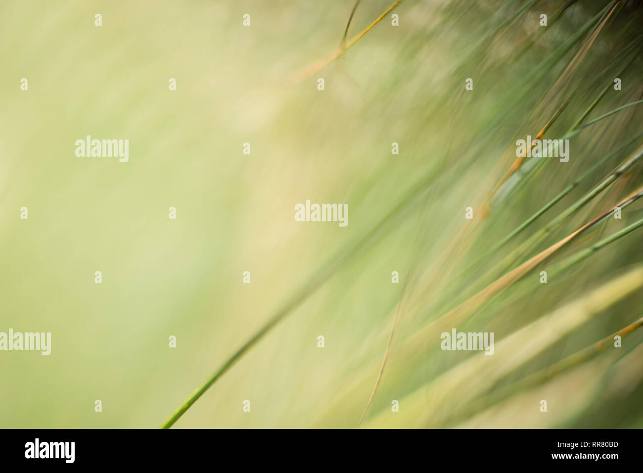 Eine abstrakte strukturierten Hintergrund der grünen Gräser Stockfoto