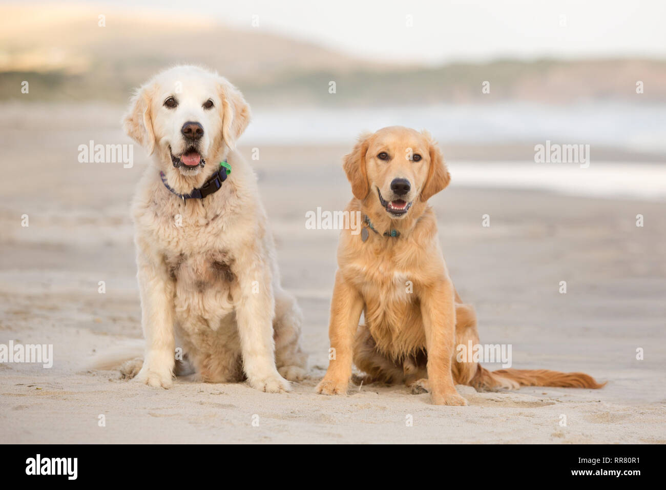 Zwei Golden Retriever Hunde sitzen am Strand Stockfoto