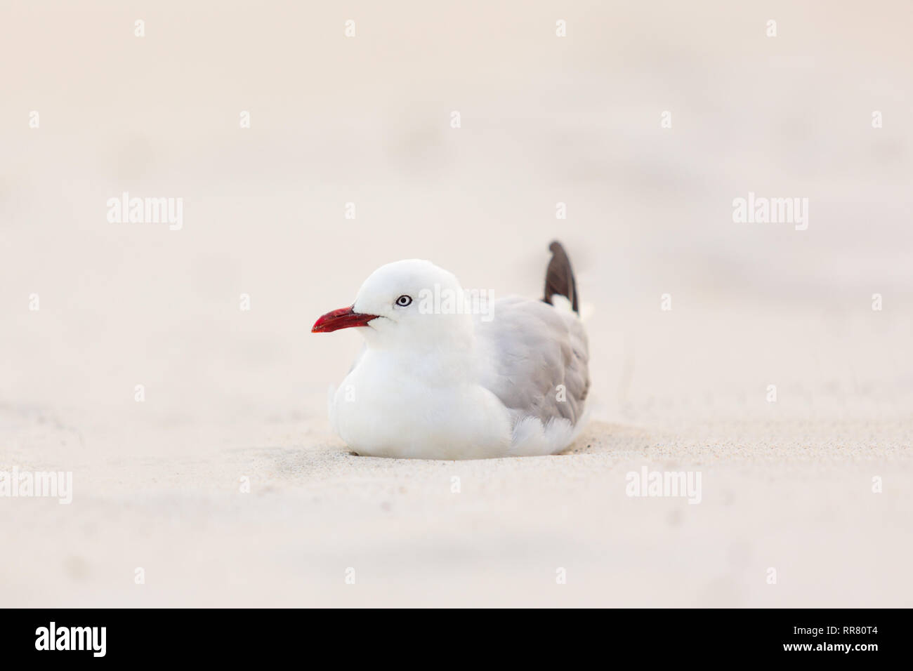 Eine rote abgerechnet Möwe am Strand Stockfoto