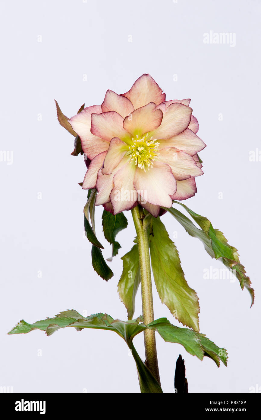 Helleborus hybridus Sonnenflecke in Blüte Stockfoto