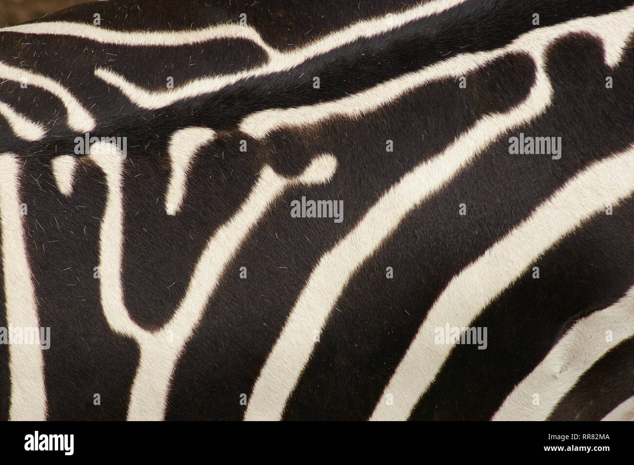 Nahaufnahme einer Gewährung von Zebra (Equus quagga boehmi) zurück Stockfoto