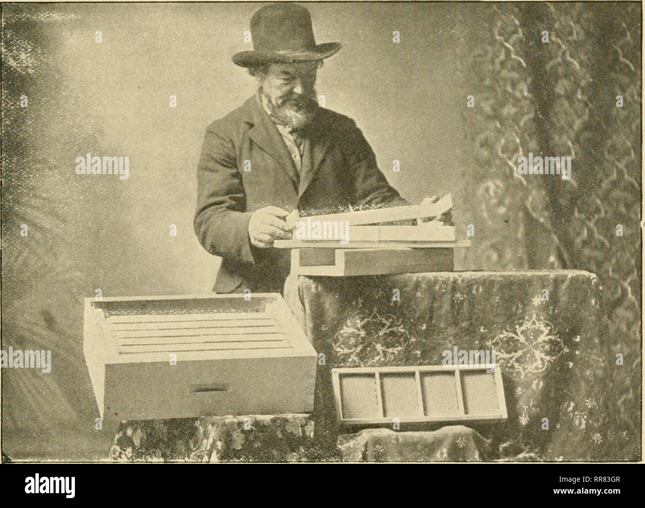 . Die ABC und XYZ der Biene Kultur; eine cyclopedia von alles in Bezug auf die Pflege der Honig-Biene, Bienen, Nesselsucht, Honig, Arbeitsgeräte, Honig - Pflanzen, usw. ... Bienen. COxMlJ IIUNEY. 109 COMU HONIG. ; Ist in Abb. sliown. 12. Für das Schneiden, einen scharfen Fleischermesser slmiild wliicli verwendet werden sollen, muss nicht heißen, wenn Lei) t gut mit soapj^ Wasser geschmiert. Das Messer sollte in einem Winkel wie in der Abbildung gezeigt, und schnell, aber leicht hin und her bewegt, nur auf die Zeichnung Schlaganfall schneiden. Wenn die Säge-Schnitte sind sorgfältig angeordnet und die ganze Box zusammen in einem quadratischen, fachmännisch, die Blätter der Stiftung können b Stockfoto