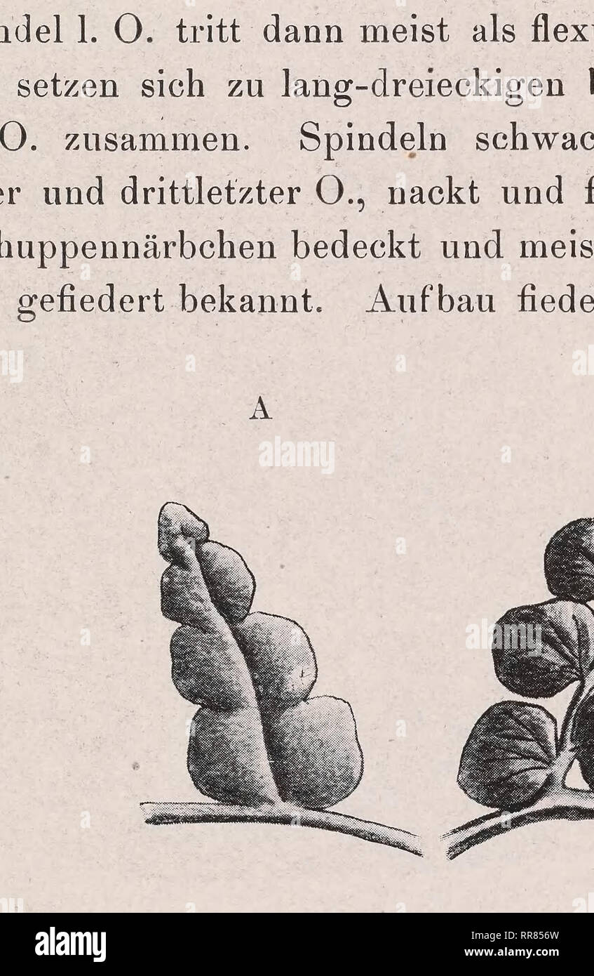 . Abbildungen und Beschreibungen der paleozoischen Pflanzen-Reste fossiler und mesozoischen Formationen. Paläobotanik; Paläobotanik. - 3 - Sterben von Anprä (]. c.) abgebildeten Figuren drücken den away-schen Habitus der Pflanze nicht deutlich genug aus, namentlich seine irritieren, Detailzeichnungen, sterben Menschen leicht für Ov. rutaefolia halten kann; die Unzulänglichkeit der Andrä'schen Figuren führte auch dazu, dass in Nr. 83 dieses Werkes Sph. Laurentii Andrä zu Ov. rutaefolia gestellt wurde; es ist jedoch richtig, nach Zeiller. Gez. G. Jones 1908. Abb. 3. Sphenopteris Laurenti. Aachen. Gr. Centru Stockfoto