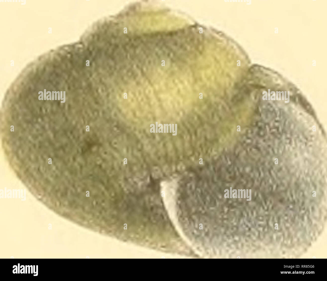 . Abbildungen und Beschreibungen neuer oder wenig gekannter conchylien