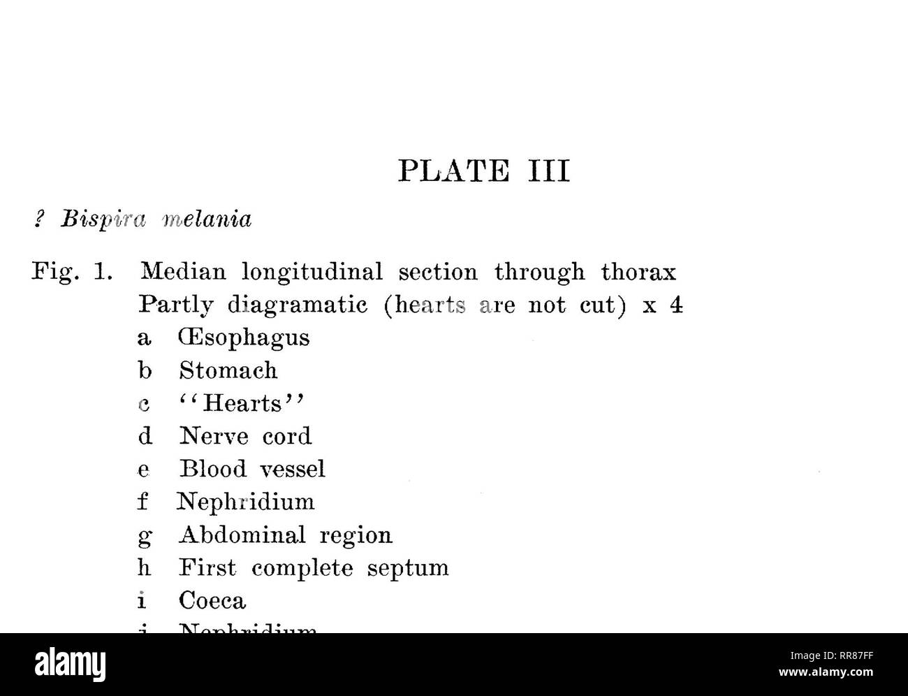 . Studium der Naturgeschichte. Natural History; Natural History. Platte III. Bitte beachten Sie, dass diese Bilder sind von der gescannten Seite Bilder, die digital für die Lesbarkeit verbessert haben mögen - Färbung und Aussehen dieser Abbildungen können nicht perfekt dem Original ähneln. extrahiert. Universität von Iowa; Staatliche Universität von Iowa; Herstellung von Amerika Projekt. Iowa City, IA Stockfoto