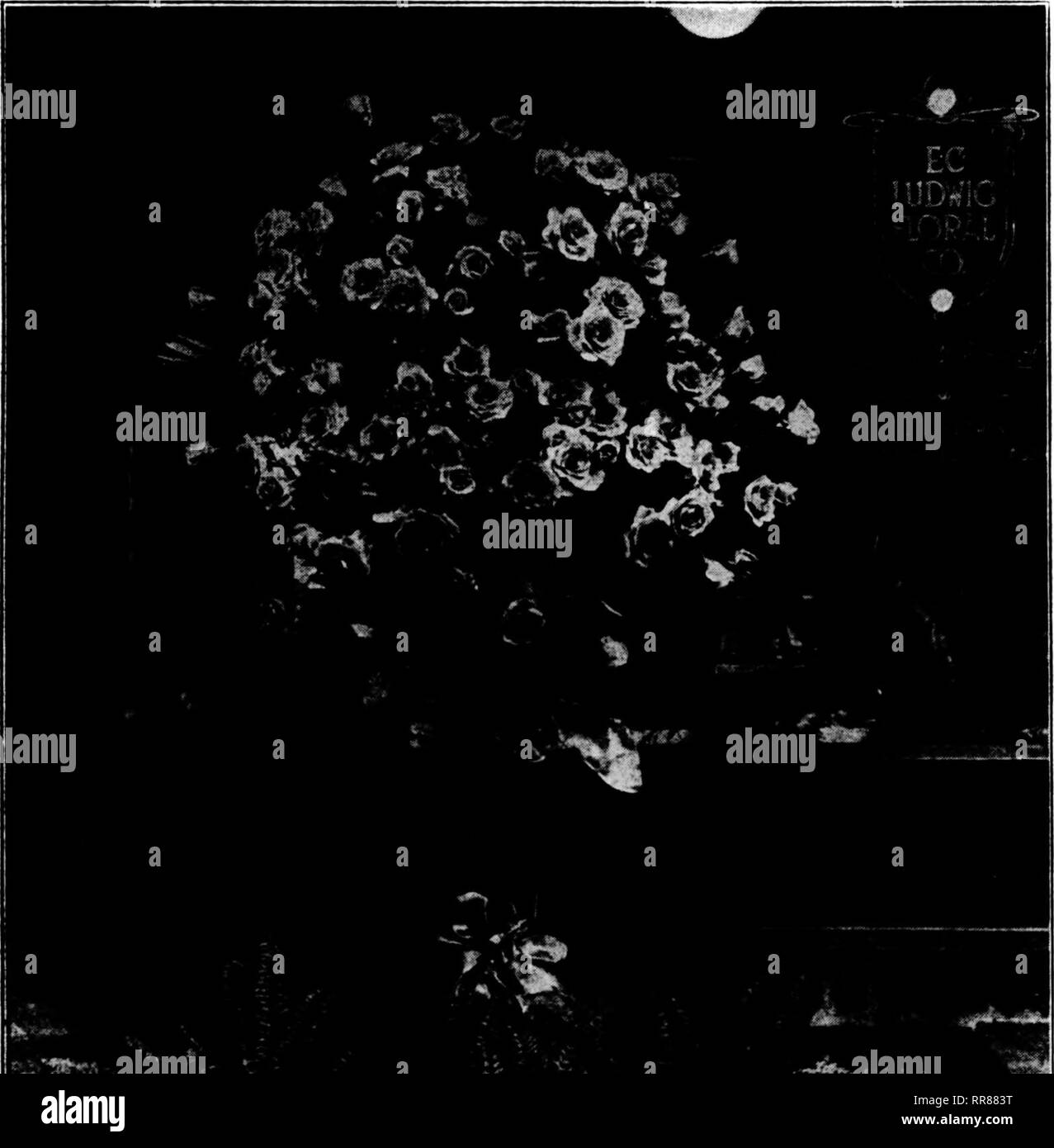 . Floristen Review [microform]. Blumenzucht. Der STORE EINE SEITE MIT TIPPS UND HILFEN FÜR DEN EINZELHANDEL FLORIST DIESES FÜR EINE FUNERAIfc Es gibt eine Reihe von interessanten Features über die begleitenden Illus-, das zeigt die Arbeit der E.C. Ludwig Floral Co., von Pittsburgh. An erster Stelle ist hier eine sehr ungewöhnliche Beerdigung Design, wie die wunderschöne Vase von Premier Rosen war einer von zahlreichen floralen Stücke, die diese Besorgnis zu der Beerdigung von Frau Henry Buhl, Jr. Körbe mit Blumen geschickt haben durchaus bei Begräbnissen üblich geworden, aber große Schönheit Vasen mit Langstielige rosea Btill sind selten Stockfoto