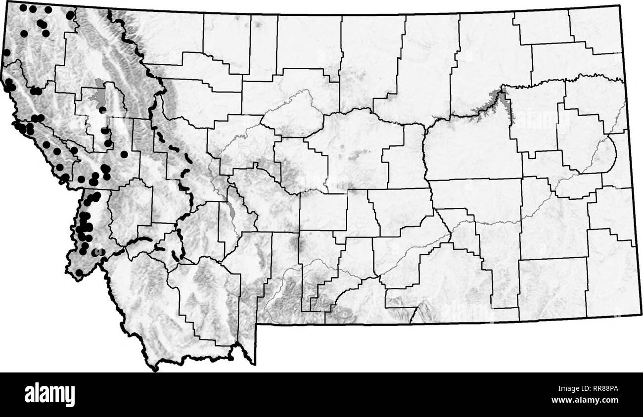 . Ein Führer in das Land Schnecken von Montana [elektronische Ressource]. Schnecken, Schnecken (Muscheln); Bodenbearbeitung. Allogona ptychophora - Idaho Forestsnail. Bitte beachten Sie, dass diese Bilder sind von der gescannten Seite Bilder, die digital für die Lesbarkeit verbessert haben mögen - Färbung und Aussehen dieser Abbildungen können nicht perfekt dem Original ähneln. extrahiert. Hendricks, Paul; Montana natürlichen Erbes Programm; in den Vereinigten Staaten. Forest Service. Region Nord. Helena (Mont. ): Montana natürlichen Erbes Programm Stockfoto