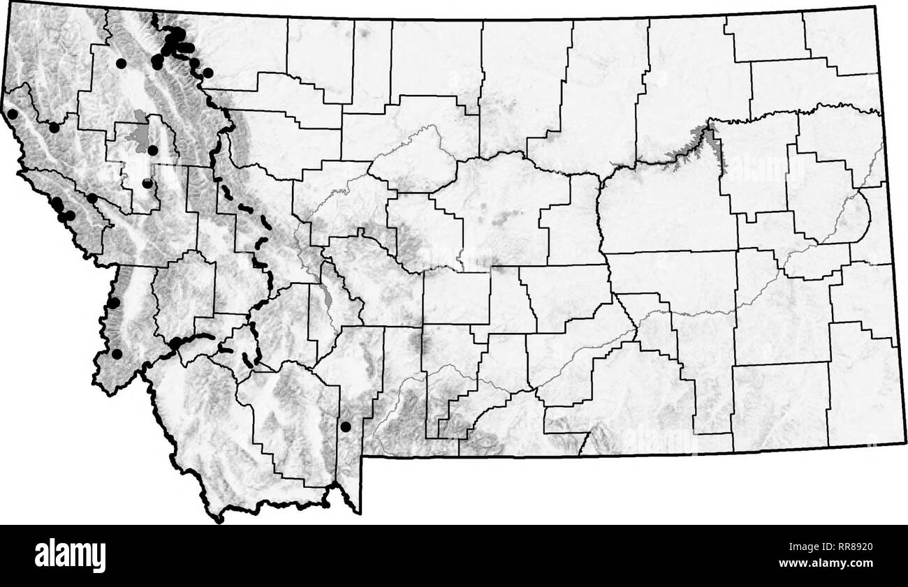 . Ein Führer in das Land Schnecken von Montana [elektronische Ressource]. Schnecken, Schnecken (Muscheln); Bodenbearbeitung. Punctum californicum Keilrippenriemen Spot. Bitte beachten Sie, dass diese Bilder sind von der gescannten Seite Bilder, die digital für die Lesbarkeit verbessert haben mögen - Färbung und Aussehen dieser Abbildungen können nicht perfekt dem Original ähneln. extrahiert. Hendricks, Paul; Montana natürlichen Erbes Programm; in den Vereinigten Staaten. Forest Service. Region Nord. Helena (Mont. ): Montana natürlichen Erbes Programm Stockfoto