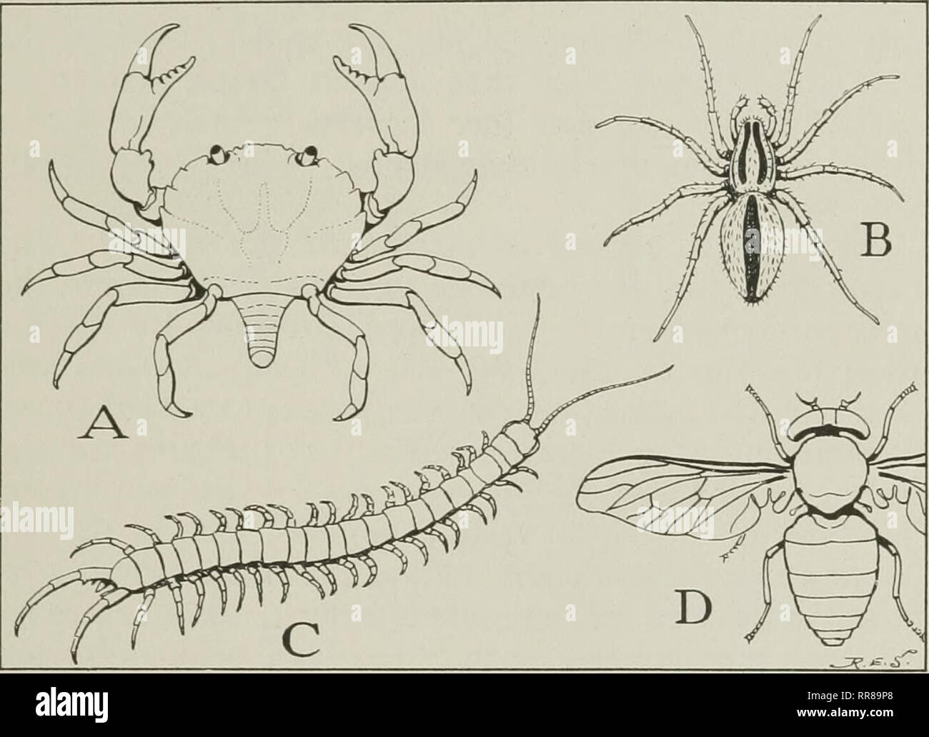 . Insekten, ihre Mittel und Wege des Lebens. Insekten. COUSINS DES GRASHÜPFERS" Knickarm- Beine"; aber, da viele andere Tiere Beine verbunden haben, der Name ist nicht unterscheidungskräftig, außer, dass die Beine der gliederfüßer sind besonders verbunden, jedes, Kom - eine Reihe von Stücken, die in verschiedene Richtungen aufeinander Bend aufgeworfen. Einen Namen, jedoch, wie jeder weiß, hat gar nichts zu bedeuten, dass Herr Smith. l'li.. 14. Kxamples von vier gemeinsamen Klassen der Arthropoda EINE , Krebse (Crustacea). B, a Spider (Spinnen). C, ein hundertfüßer (Chilopoda). D, eine Fliege (Insecta, Hexapoda) ma Stockfoto