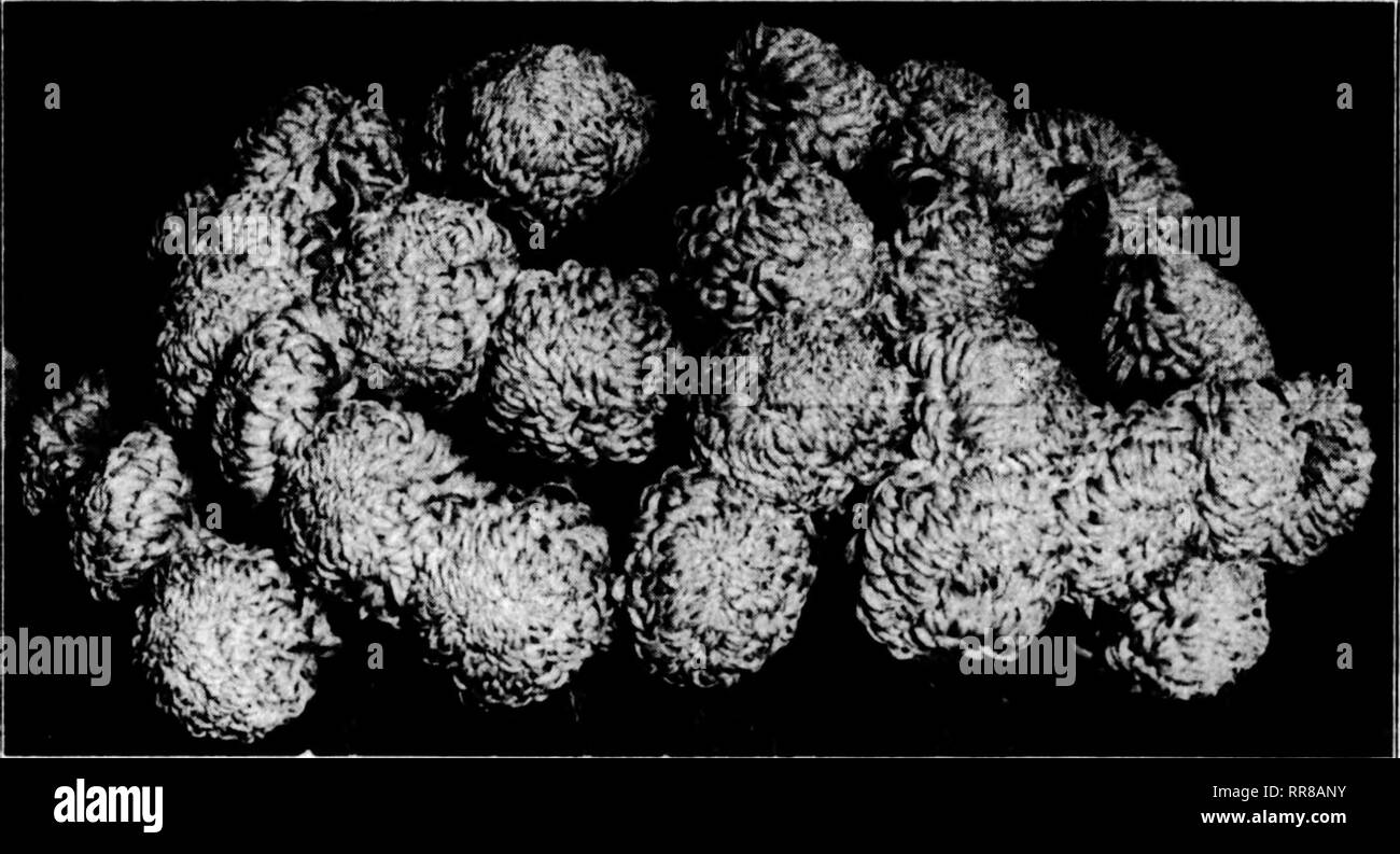 . Floristen Review [microform]. Blumenzucht. ,? Iy';^'''  • wwrv^'. ijifn, ftPf '!!'' - ''y. 142 Die NOVEMBEB Horists^ Review 30. 1922 produzieren die beste Resultate ohne die "Zusammenarbeit und Unterstützung von Handelskammern, Civic? Vereine, einschließlich der Frauen, Vereine, Bauernhof Büros &Amp; nd Bauernhof-ers" Clubs. Diese Art von Tätigkeit anspricht; es ist genau das, was Sie tun möchten. Hunderte solcher Vereine arbeiten bereits mit "Plan zu einem anderen Baum." Tausende von Dollar ausgegeben werden, eine - nually Für Bäume und andere Pflanzen Mate-rial, und verschwendet aufgrund fehlender Kenntnisse in der Stockfoto