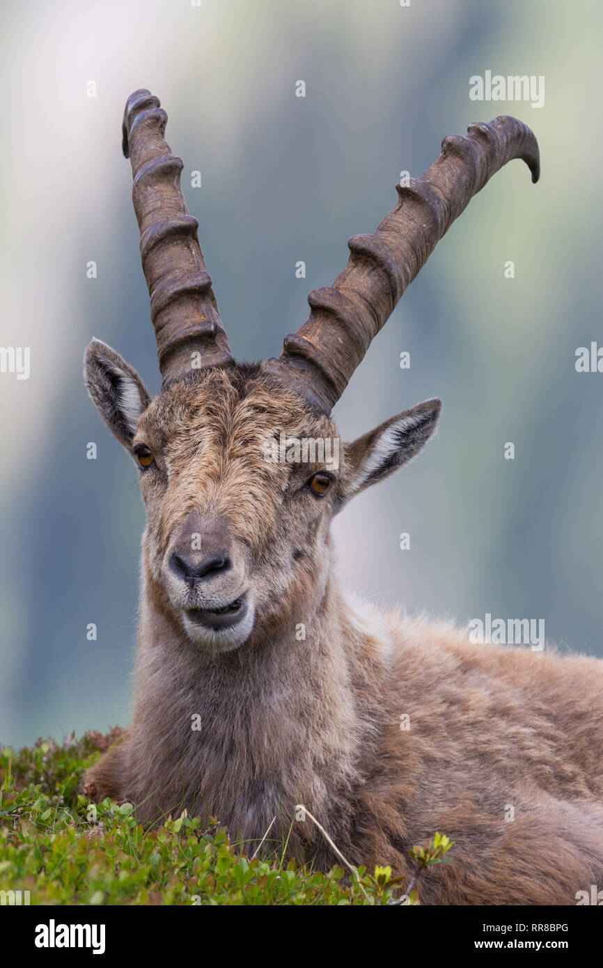 Close-up Portrait natürliche männliche Steinbock Steinbock im Gras liegend Stockfoto