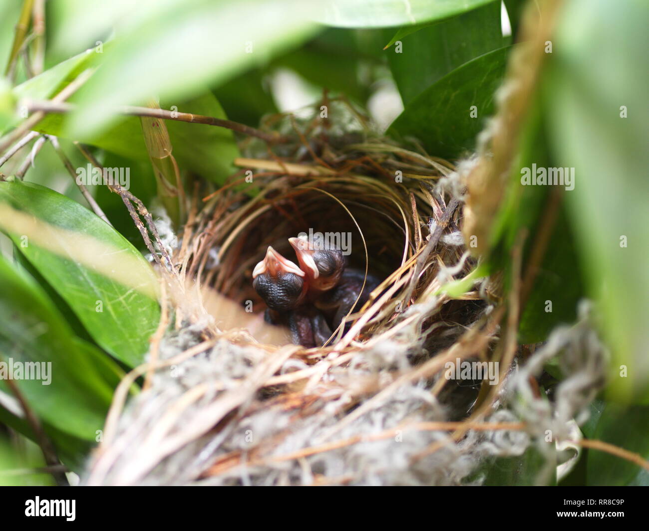 In der Nhe von kleinen twin Vogel im Nest in Bambus Baum waiti fr  Lebensmittel aus Mom Stockfotografie - Alamy