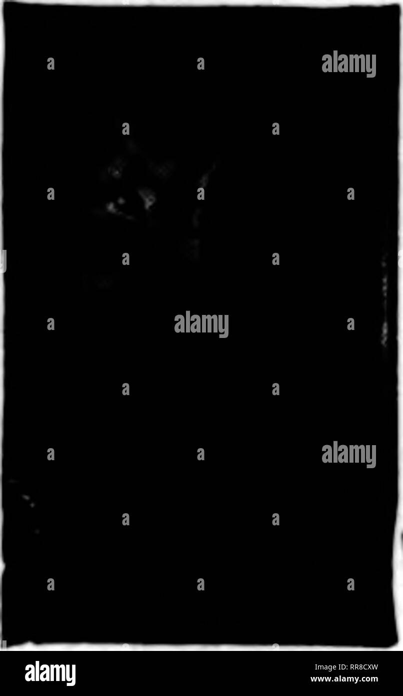 . Floristen Review [microform]. Blumenzucht. Voii Alentlon die Überprüfung beim Schreiben. I-/PAT. (T Kabelbinder" wird jede Anlage zu einem Draht oder Hyazinthe Pfahl binden. Yoar Chrya-f ein aij M anthemums bald I Bpr. Iil "CV müssen Binden an einen Pfahl, ^^^^^^^^^^^^^ k M Warum nicht für ^K M Proben senden? Von yoar^k ^^r Händler oder direkte,^^ ^^$ 2,00 pro 1000 WM. F. BUSCHARDT. 6 E.Woodland Avenue Arlington, Md. Das Regan PriDting Haus große Auflagen von Kataloge Unsere Spezialität - Erhalten Sie unsere Zahlen 531537 Plrmoutk PI., Chicago. Mend BEFOKK yodi splii Nelken mit SUPERIOR NELKE HEFTKLAMMERN 3 Sc pro 1000: 3000 fo&gt; $ 1,30, Po Stockfoto