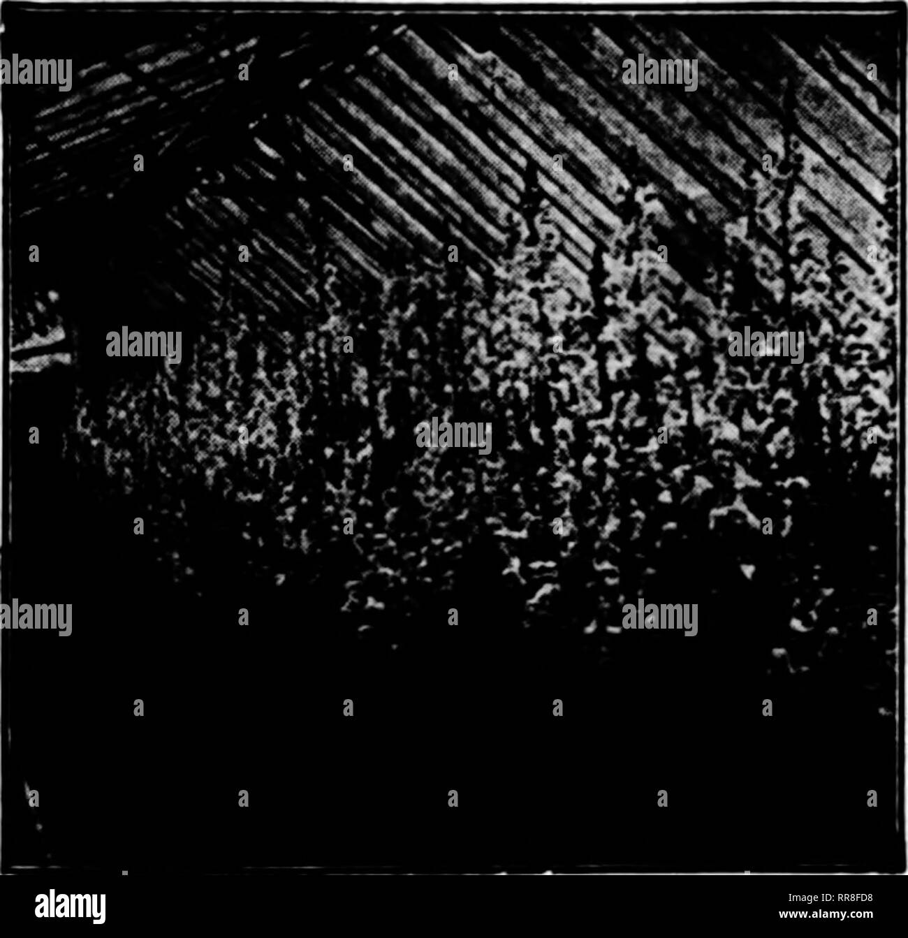. Floristen Review [microform]. Blumenzucht. - • 3 P?T 55 Ry? H**^-;&gt;-T^^'l*!? "R. T V^r i^rji - r v; - N ^^;;;;;;;; VfTrr^*?r'. ? • Ti'.&gt; "M.T * T, "j-'." November 16, 1922 Die Floristen^ Review 145 Glühbirnen PAPIER WEISSE NARZISSE 13 cm, 1250 zu Fall. Diese Birnen sind streng bis Größe, in Kisten verpackt, nicht zu vergleichen mit einigen Lager angeboten werden. Für Preise Schreiben. Niederländische LAMPEN Sagen Sie uns, was Sie möchten und wir werden uns darum kümmern, das TAL PIPS Feinsten hatte. Uns für Preise Schreiben. LIUUM GIGANTEUM 6 bis 8-in., 400 zu Fall, $ 50,00 pro Fall: 7. bis 9., 300 zu Fall, $ 55.00 pro Fall; 8 bis Stockfoto