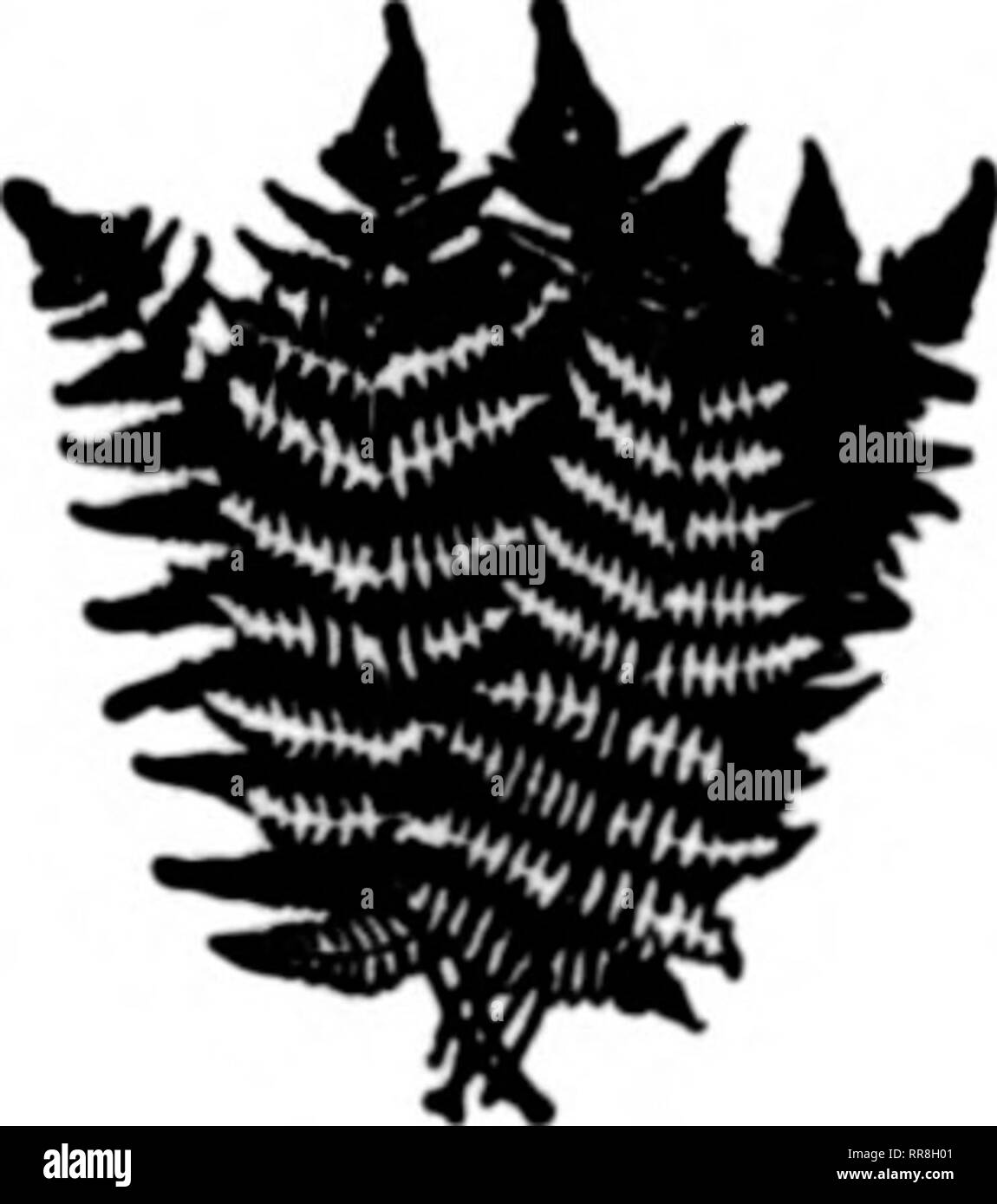 . Floristen Review [microform]. Blumenzucht. FANCY UND DOLCH FARNE 2,50 $ p " r1000 2,75 p " r1000 3,00 p " r1000 IN PARTIEN VON 10.000 in 5000 weniger als 5000 lose Wir abgeschlossen haben Vorkehrungen für eine Versorgung von 30 millitn der feinsten-s als wliitos. Laddie wird als besonderes, auch Maine laufen - shine gewachsen. Die letzte - Blumen frei das Jahr herum benannt. - Ovcr Betten von Laddie. Unvergleichliche, Bezirk und Maine Sonnenschein wurden festgestellt, und die zuletzt genannten große Mengen von Flow-ers, J'^o^ • e die meisten im Design Arbeiten nützlich. Kleinere Chargen der Weißen Lust, Morgen Leuchten und ein oder zwei anderen s Stockfoto