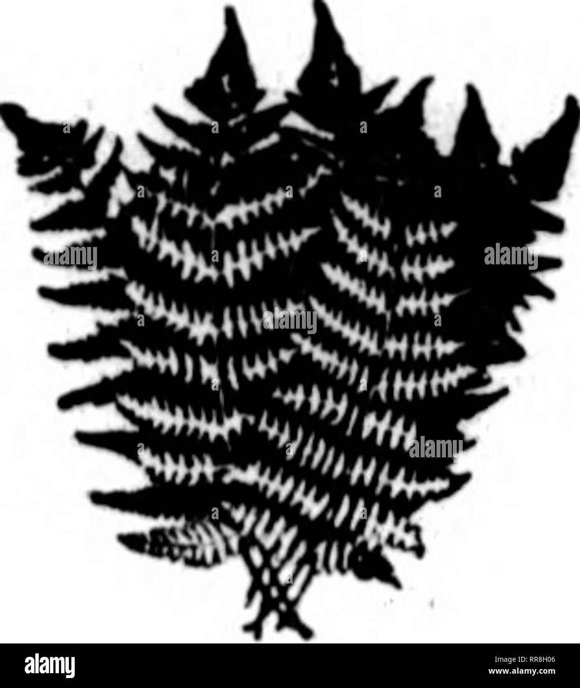 . Floristen Review [microform]. Blumenzucht. ^t^' W^'T' t^T?-?^*'^'* vff!*W^^'^? 90 Die Floristen Review NOVKHBSB 16. 1922. FANCY UND DOLCH FARNE 2,50 $ p " r1000 2,75 p " r1000 3,00 p " r1000 IN PARTIEN VON 10.000 in 5000 weniger als 5000 lose Wir abgeschlossen haben Vorkehrungen für eine Versorgung von 30 millitn der feinsten-s als wliitos. Laddie wird als besonderes, auch Maine laufen - shine gewachsen. Die letzte - Blumen frei das Jahr herum benannt. - Ovcr Betten von Laddie. Unvergleichliche, Bezirk und Maine Sonnenschein wurden festgestellt, und die zuletzt genannten große Mengen von Flow-ers, J'^o^ • e Die meisten in des nützlich Stockfoto