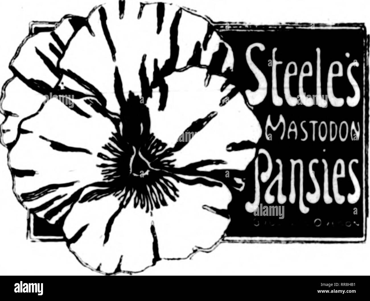 . Floristen Review [microform]. Blumenzucht. : X-^^ 156 Die Floristen^ überprüfen;.•.-v. N: .... •.• Dbcimbeb 7. 1922 lini ICH AlSin RTTI RQ^^ ich Qualität - Sofortige Lieferung IlV/IjLl/Kranke/DUIjDiJ (IN HOLLAND) HYAZINTHEN TULPEN NARZISSEN pro Pro Hyazinthen, 16 bis 18 Zentimeter, Znd Größe. lOO lOM La Grandesse, Reinweiß, große Spike und Glocken $ S. OO $ 45,00 Grand Maitre, Porzellan blau, große Truss 5,00 45,00 Schotel, hellem Porzellan blau, sehr fein 5,00 45,00 Kardinal Wiseman, zarte Rosy pink, breite Spitze S. OO 45.00 Moreno, herrliche Rosa, große Glocke und Truss 5,00 45,00 Gertrude, rosy Pink, m Stockfoto