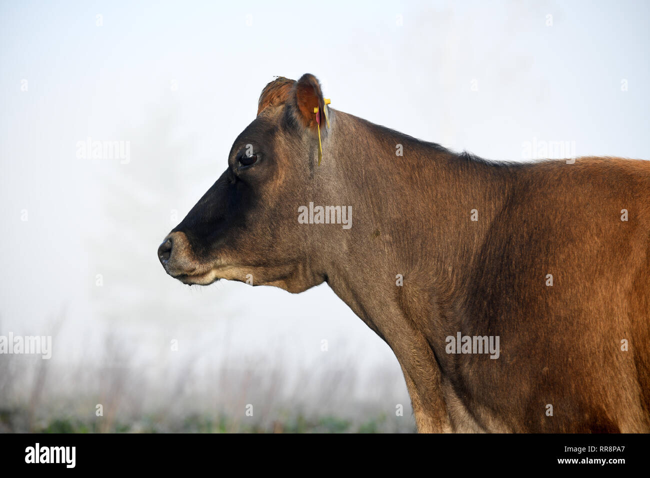 Profil von Jersey Kuh in Nebel auf einer Westküste Molkerei, Neuseeland Stockfoto