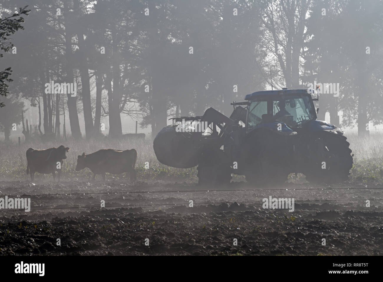 Ein Bauer leitet seine Frontlader durch den Nebel zu füttern, Fahrerlager auf einem Westküste Molkerei, Neuseeland Stockfoto