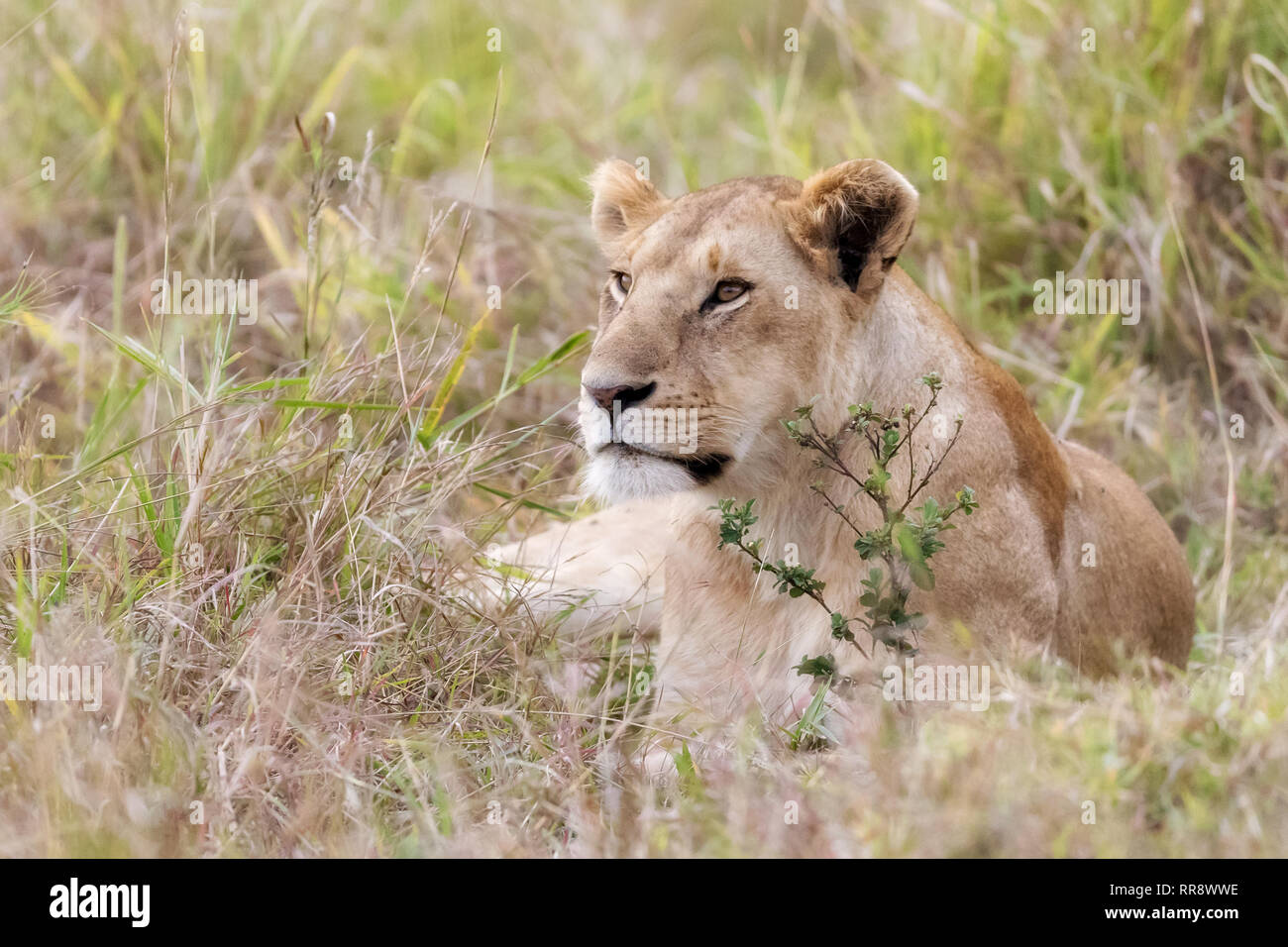 Alert Löwin im hohen Gras der Masai Mara, Kenia ruhen Stockfoto