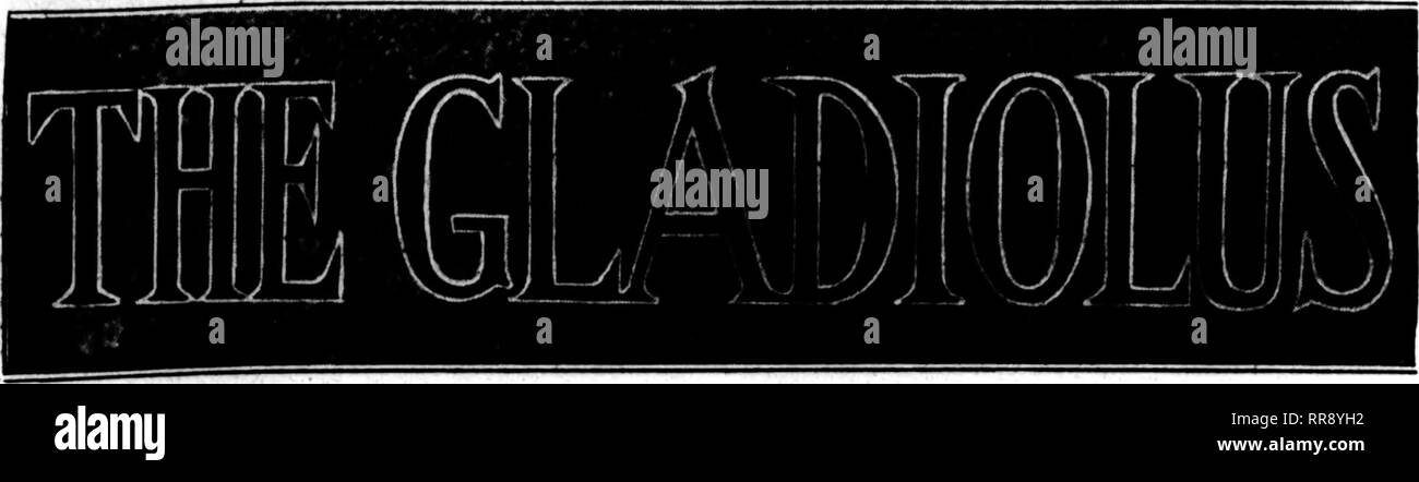. Floristen Review [microform]. Blumenzucht. NOVEMBBU 2, 1922 Die Floristen^ Review 35. COBMS STOBING GLADIOLEN. Dig gladiolus Knollen, wenn die Oberteile - gin Braun zu drehen. Sie Heilen in der Sonne und Luft, wenn möglich. Speichern Sie die Knollen an einem kühlen, trockenen Ort, wo es nicht zu trocken oder zu feucht. Prüfen Sie oc-casionally. Die ideale Temperatur für die Lagerung ist zwischen 35 und 50 Grad. Ein Keller ist zu einem Dachboden vorzuziehen, da der Dachboden ist wahrscheinlich zu viel Wärme. Sie sollten in Körben oder Kisten platziert werden, aber nicht mehr als drei Zentimeter tief. Die gleiche Methode kann mit kleinen Knollen aus Co gewachsen verwendet werden. Stockfoto