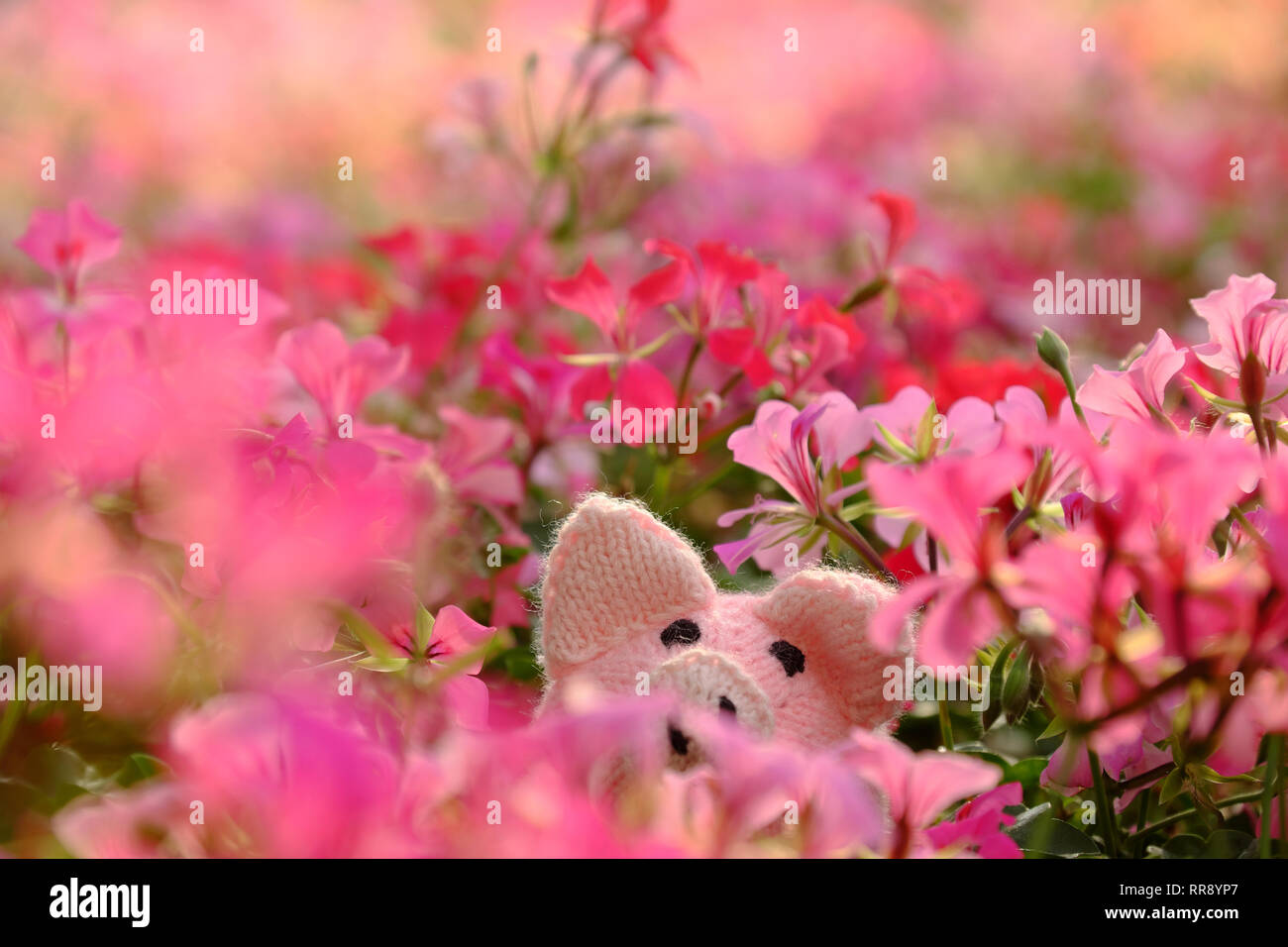 Unglaublich spannenden Szene mit handgefertigten rosa Schweinchen in Geranium flower garden Verstecken, aus nächster Nähe erschossen aus Gewirken Schwein Gesicht unter bunten Frühling Blumen mit blur Stockfoto