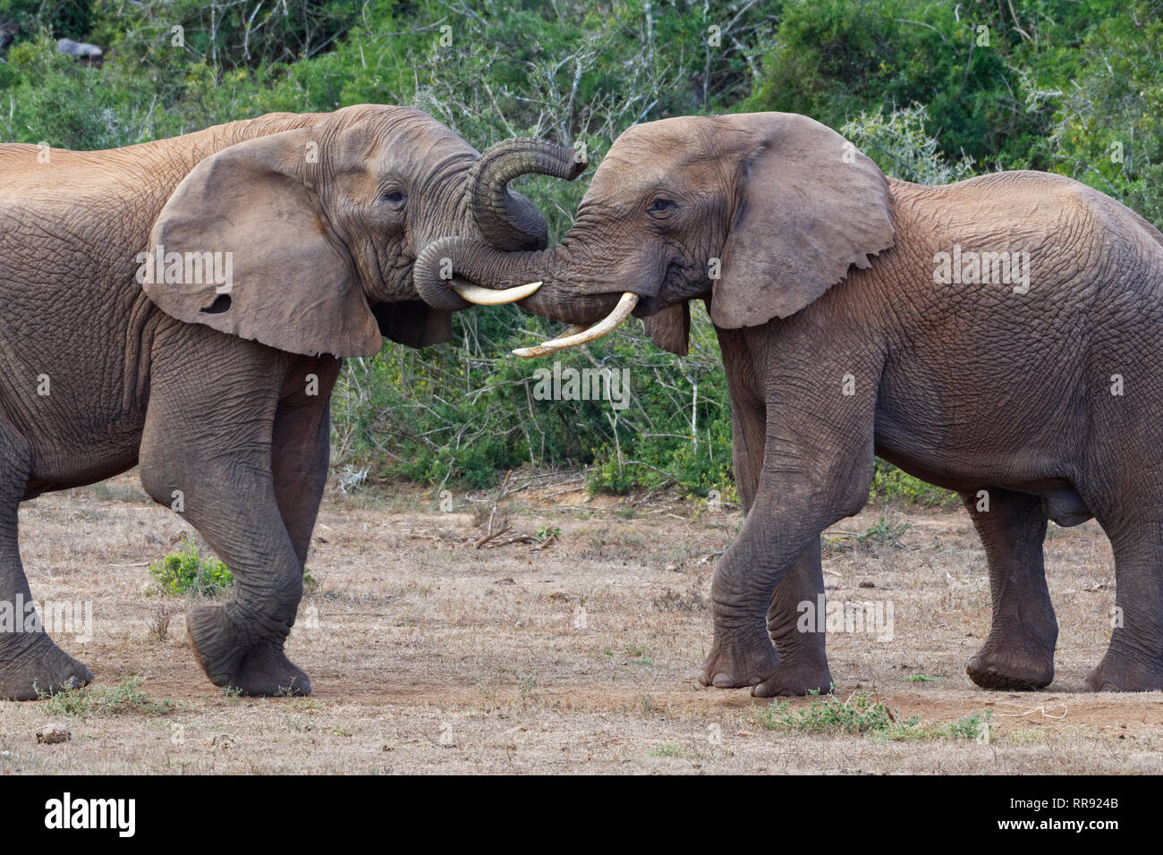 Afrikanischen Busch Elefanten (Loxodonta africana), zwei erwachsene Männchen spielen kämpfen, von Angesicht zu Angesicht, Addo Elephant National Park, Eastern Cape, Südafrika Stockfoto