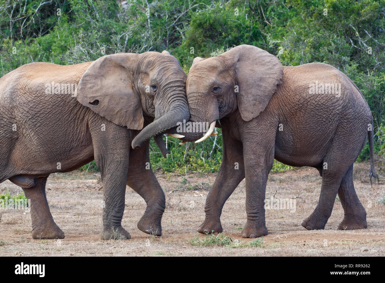 Afrikanischen Busch Elefanten (Loxodonta africana), zwei erwachsene Männchen spielen kämpfen, von Angesicht zu Angesicht, Addo Elephant National Park, Eastern Cape, Südafrika Stockfoto